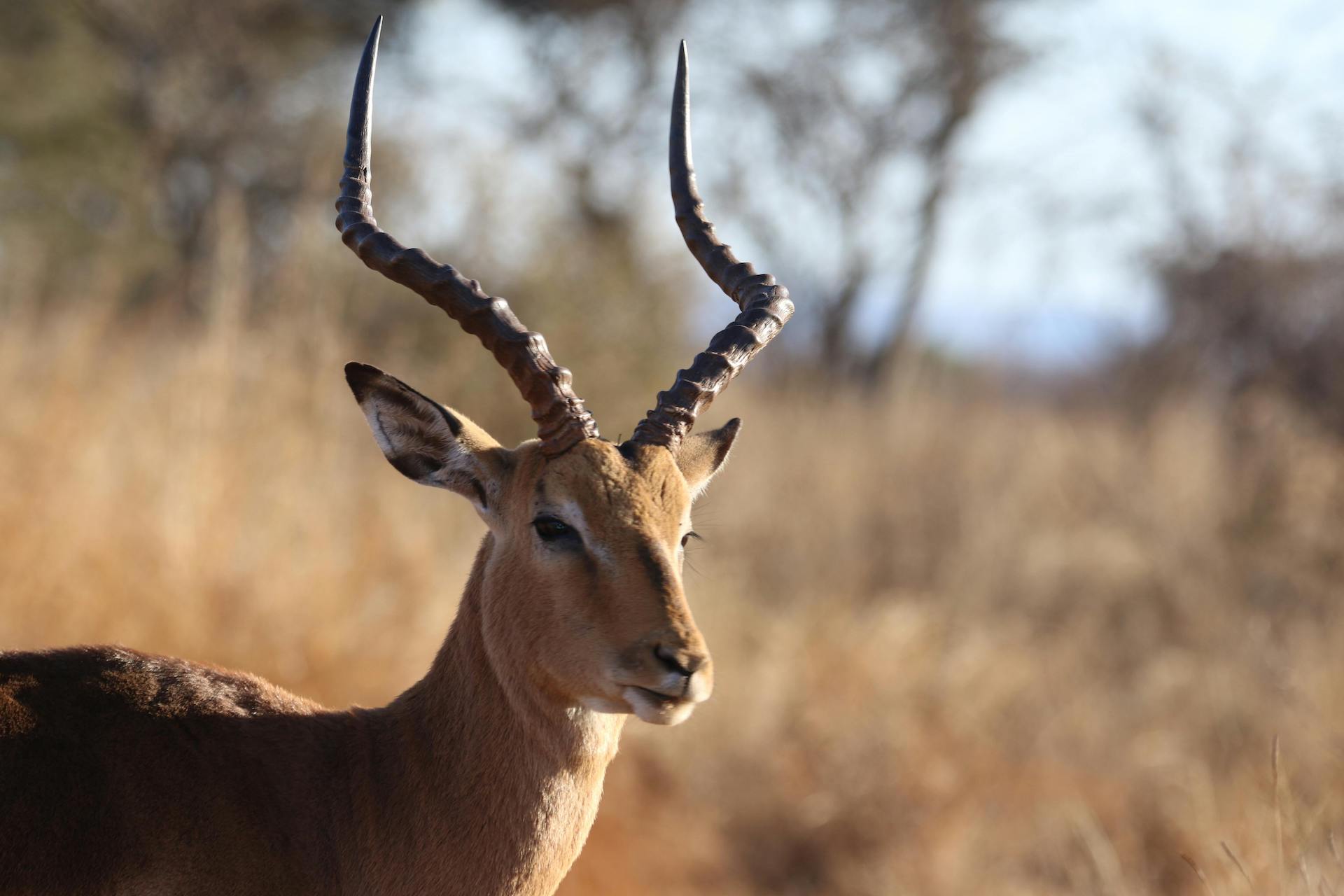Aepyceros melampus (1)