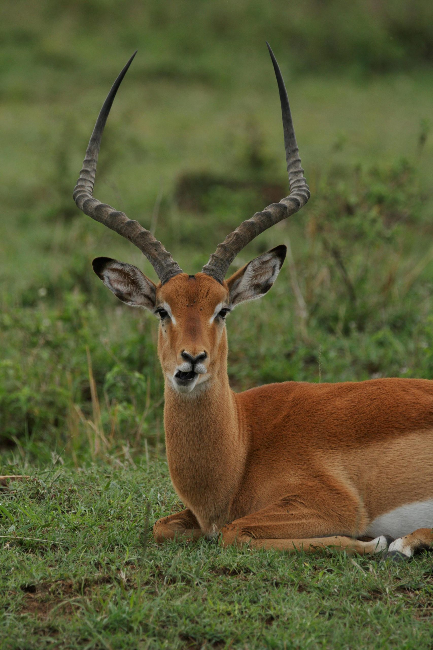 Aepyceros melampus (2)