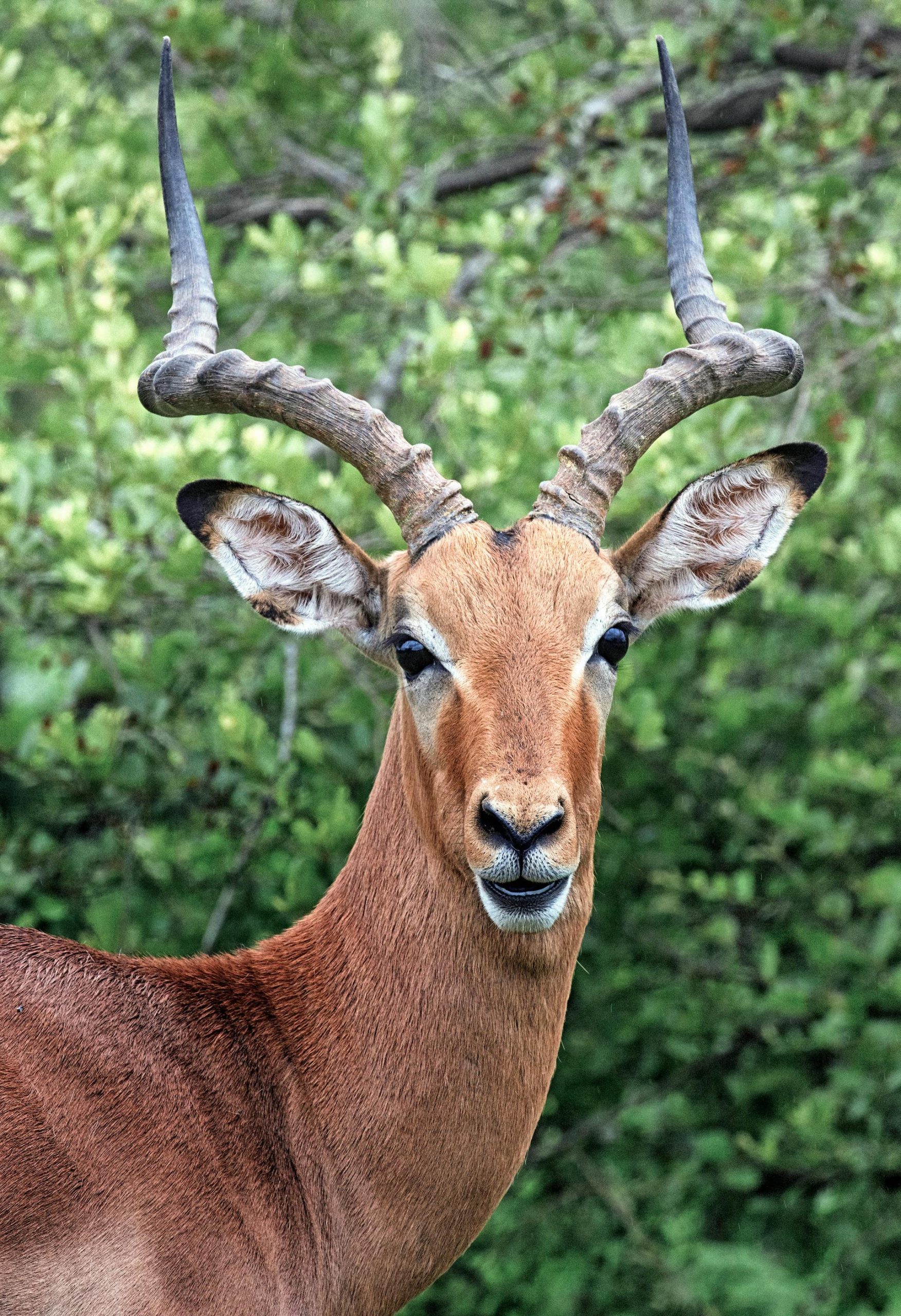 Aepyceros melampus (3)