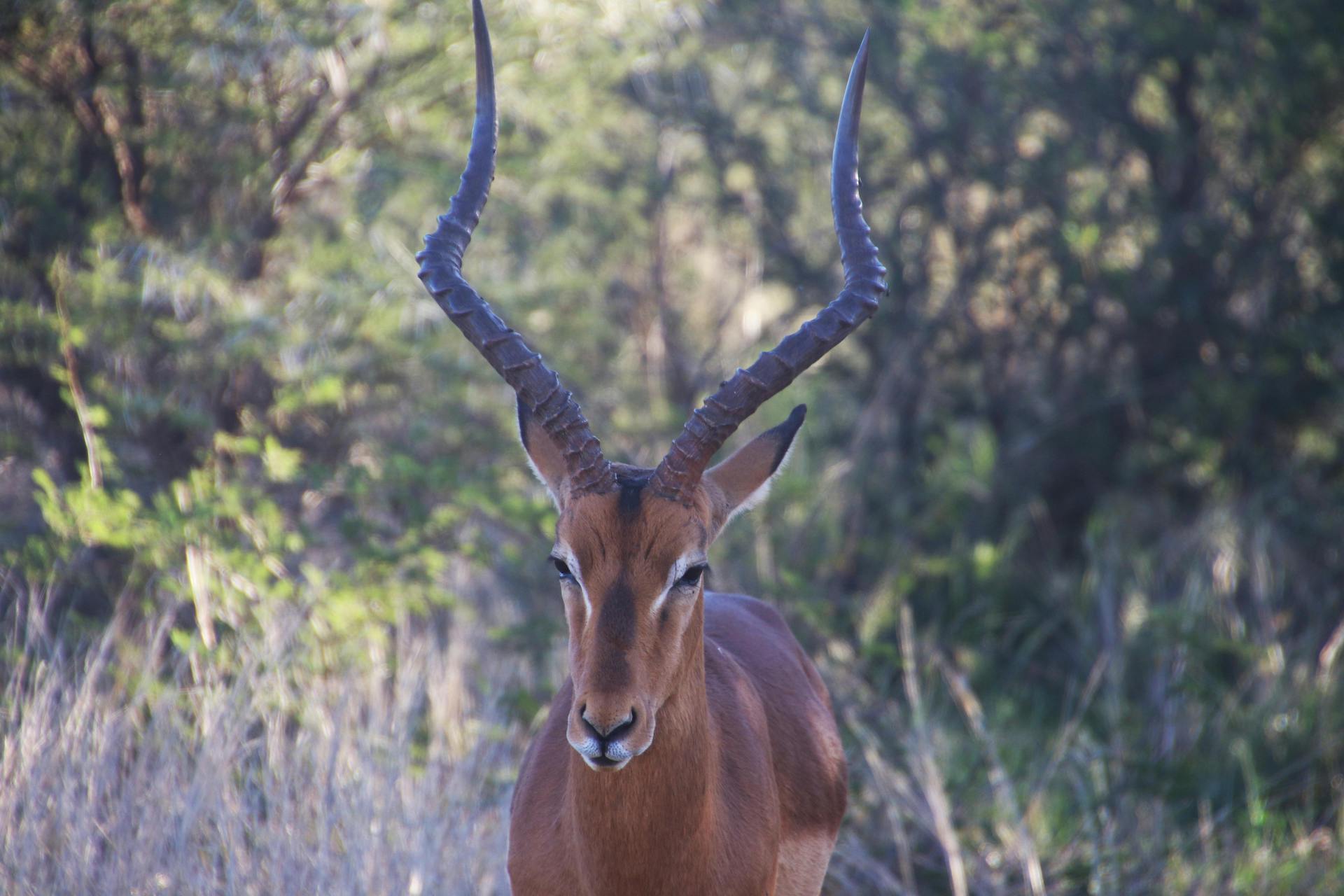 Aepyceros melampus (4)