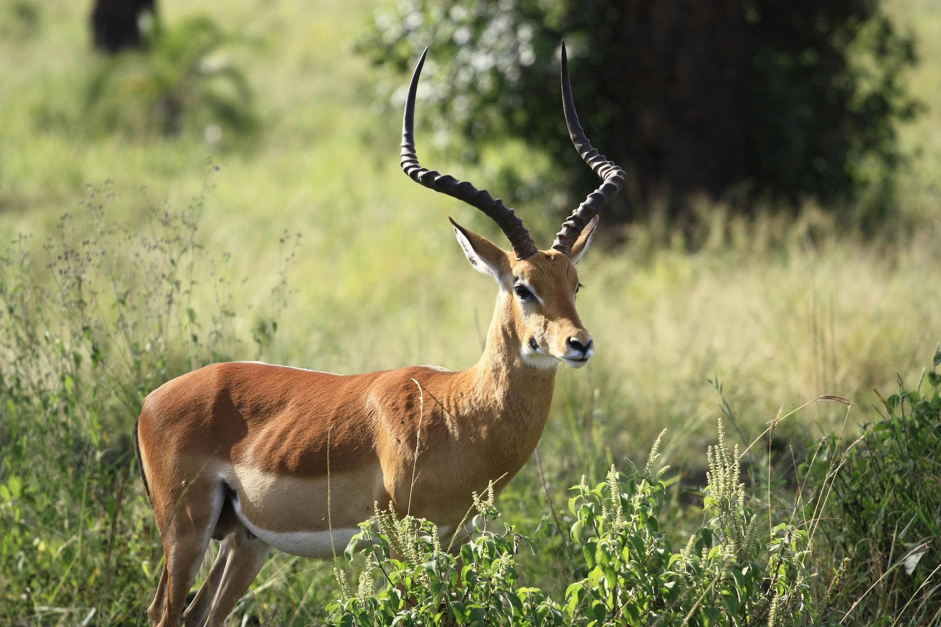 Aepyceros melampus (5)