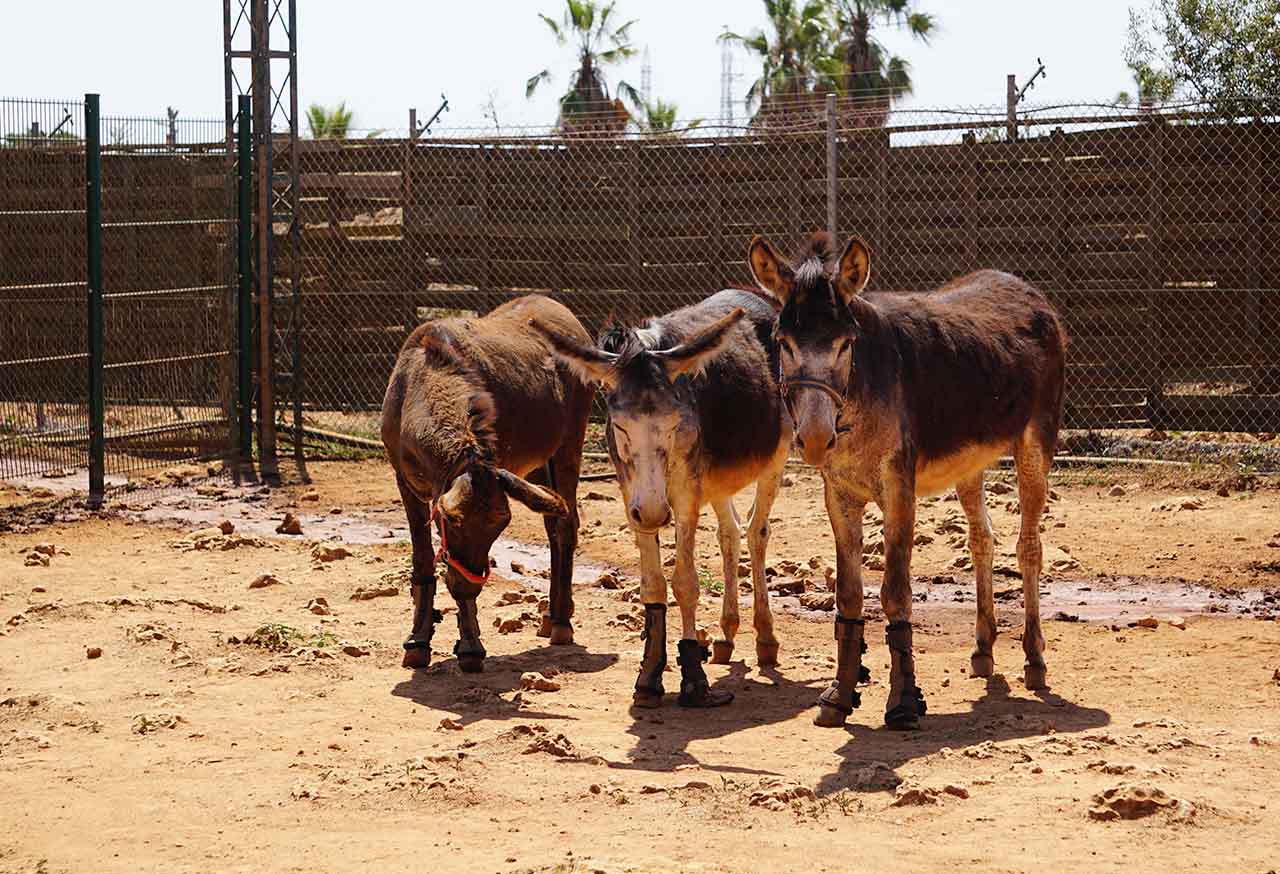 Burro_Calzas