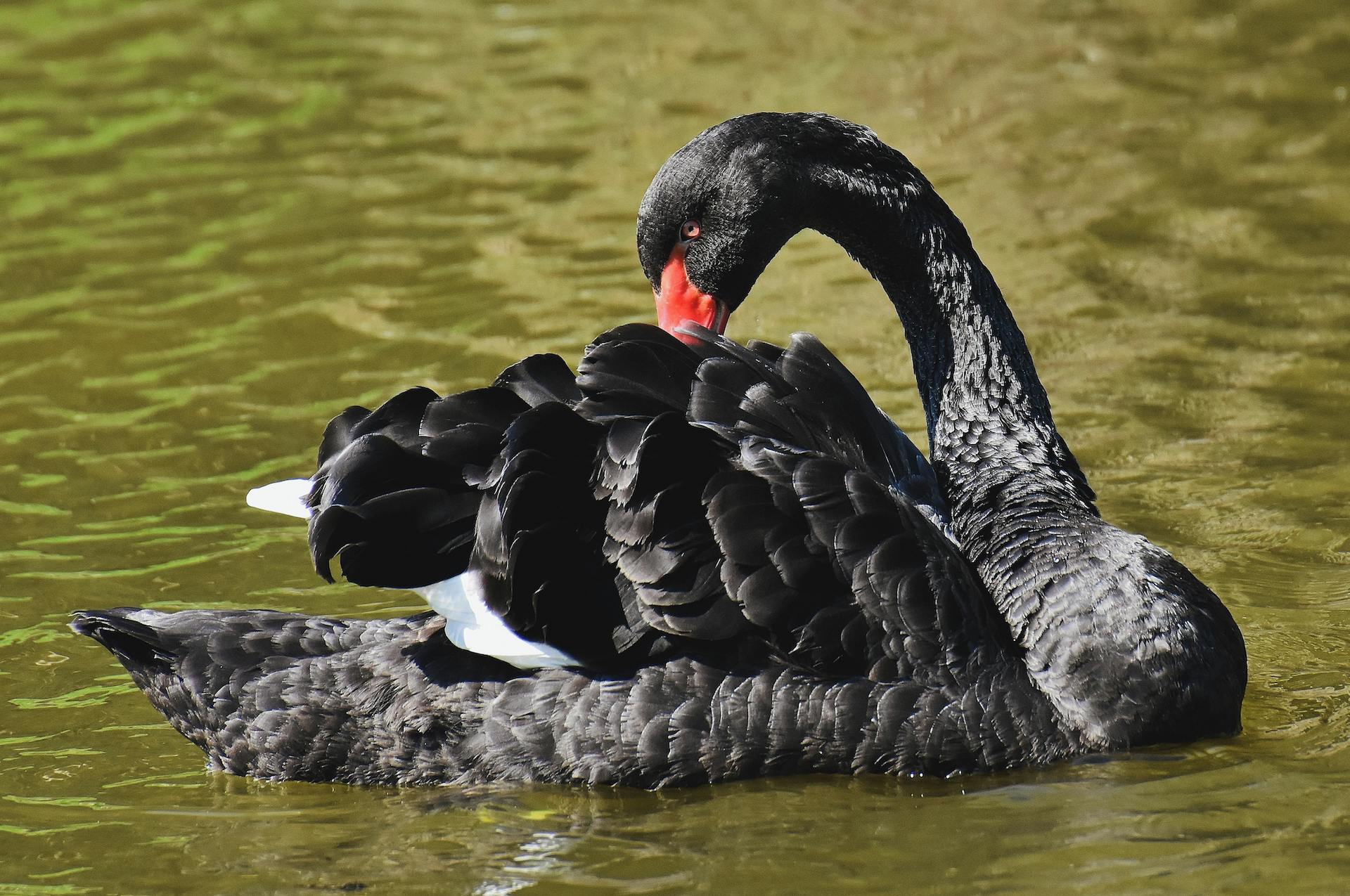 Cygnus atratus (1)