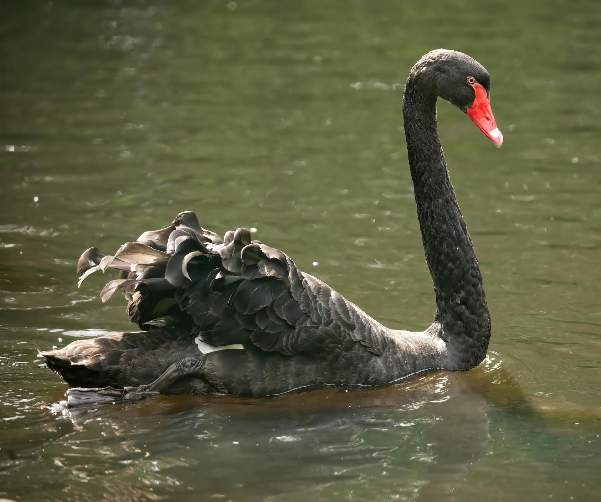 Cygnus atratus (2)