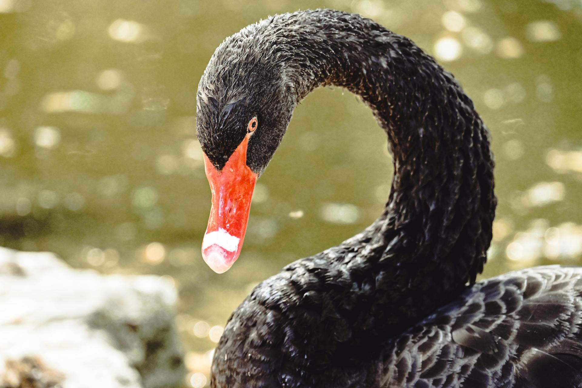 Cygnus atratus (4)