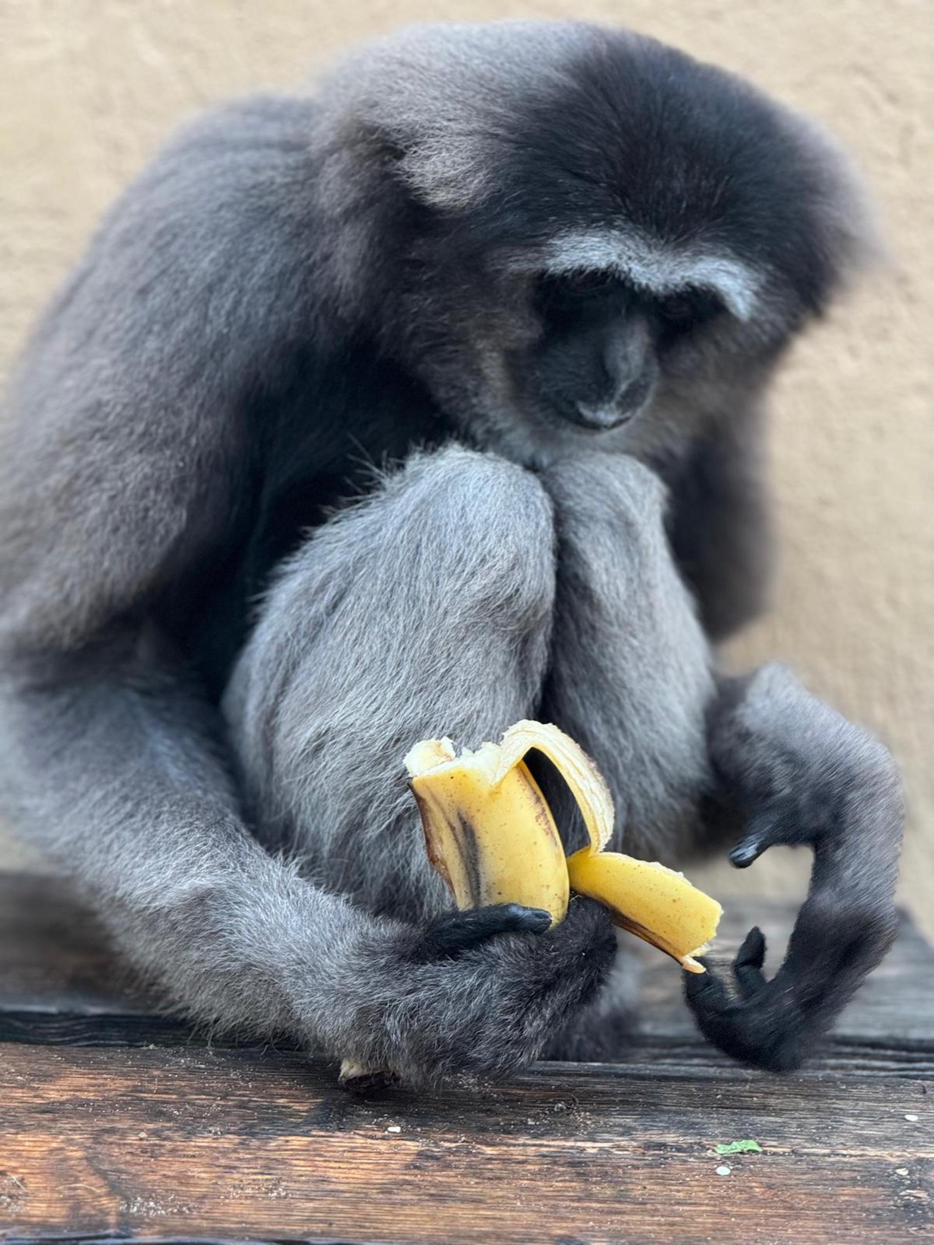 Gibón de Müller de Borneo 1