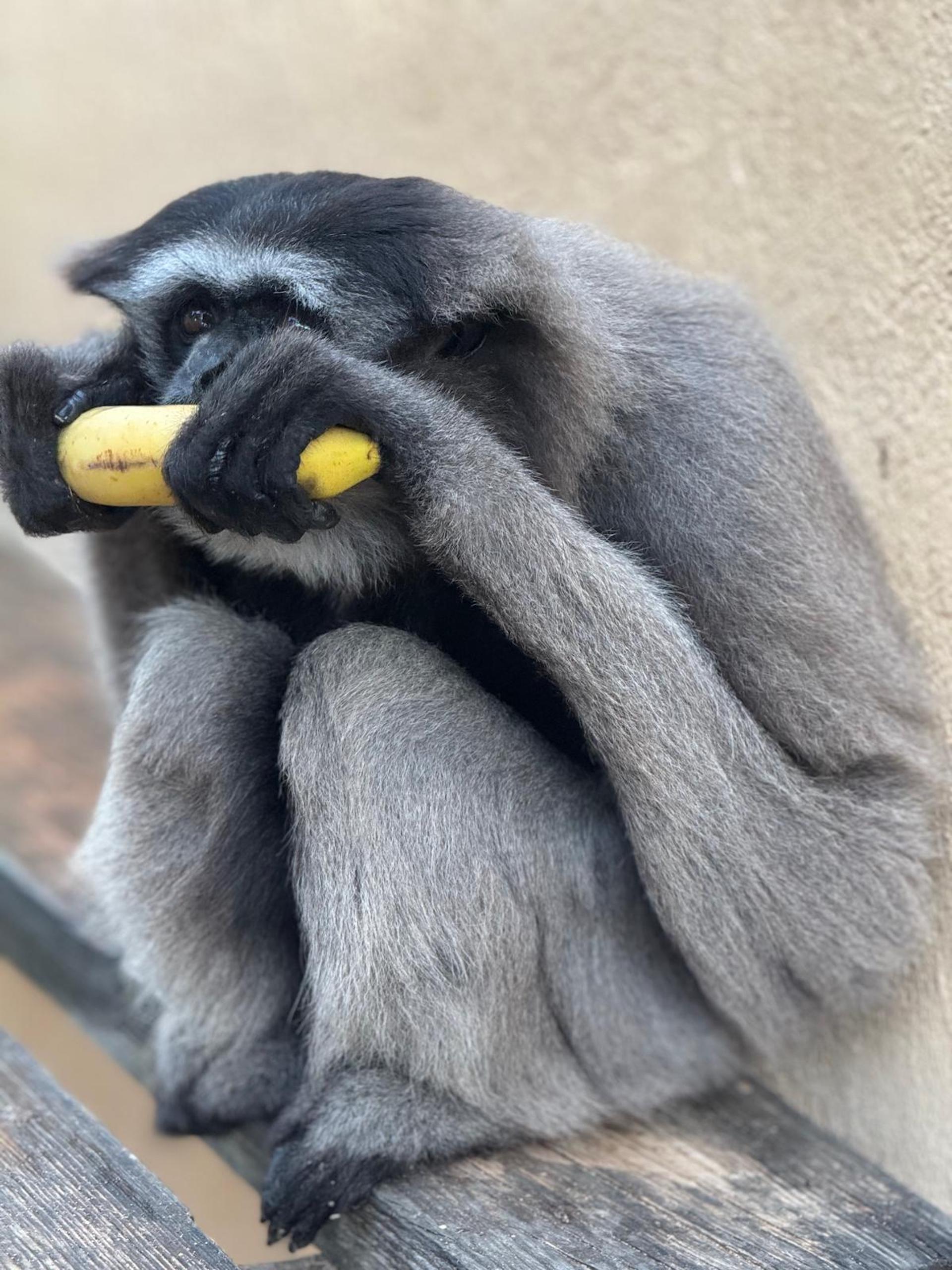 Gibón de Müller de Borneo 2