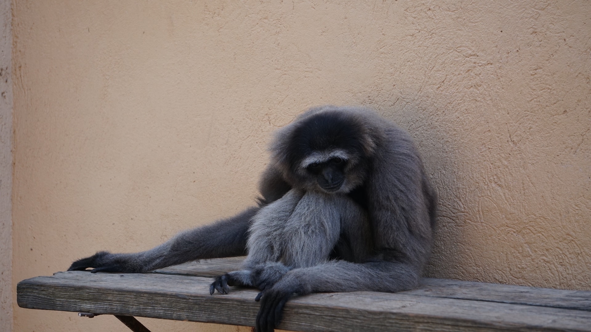 Gibón de Müller de Borneo 3