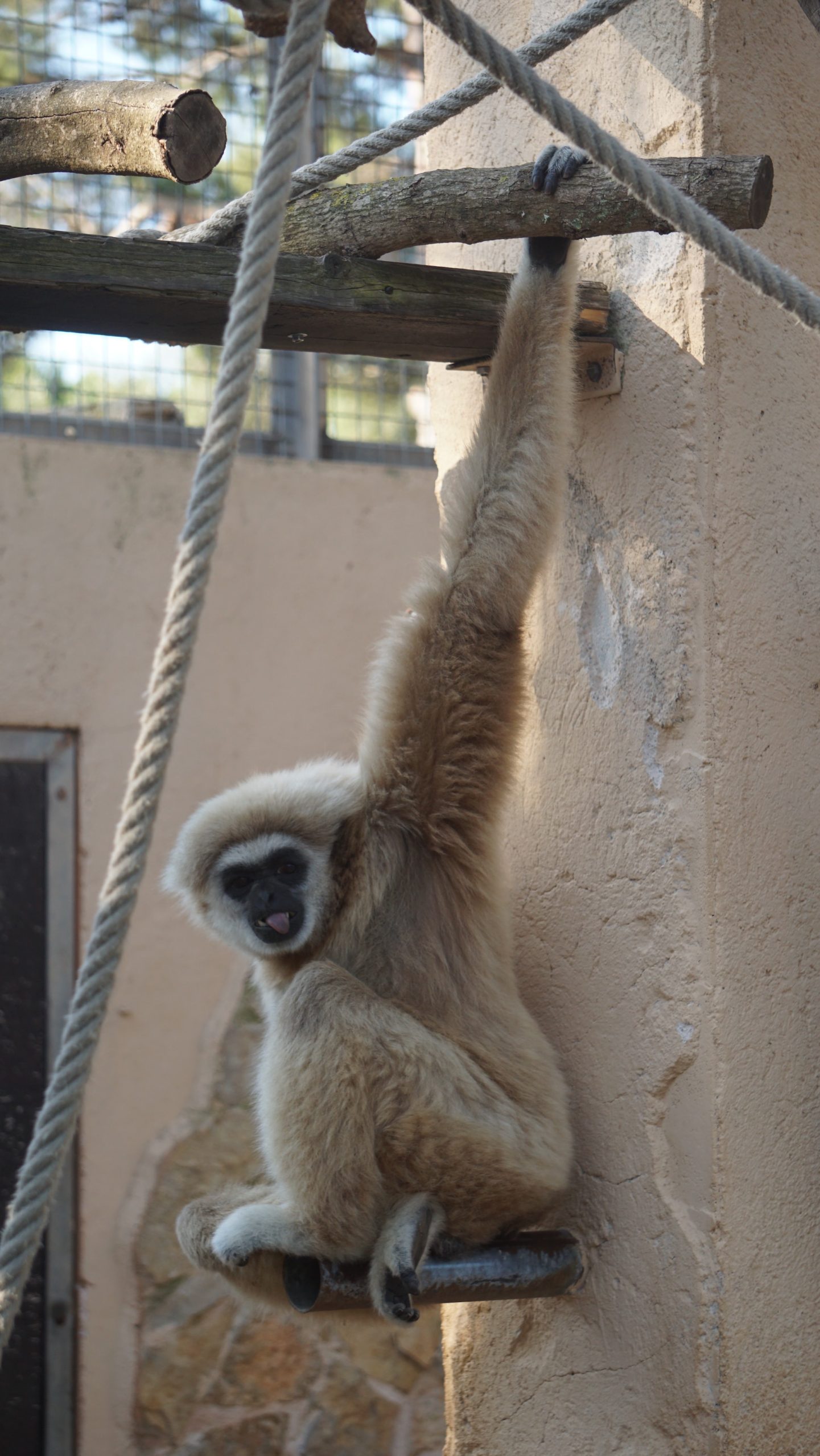 Gibón de manos blancas6
