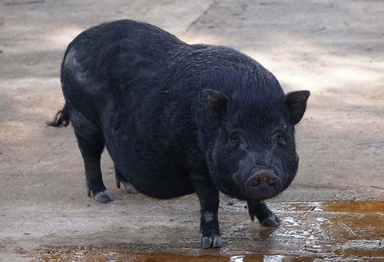 Granja_Cerdo2