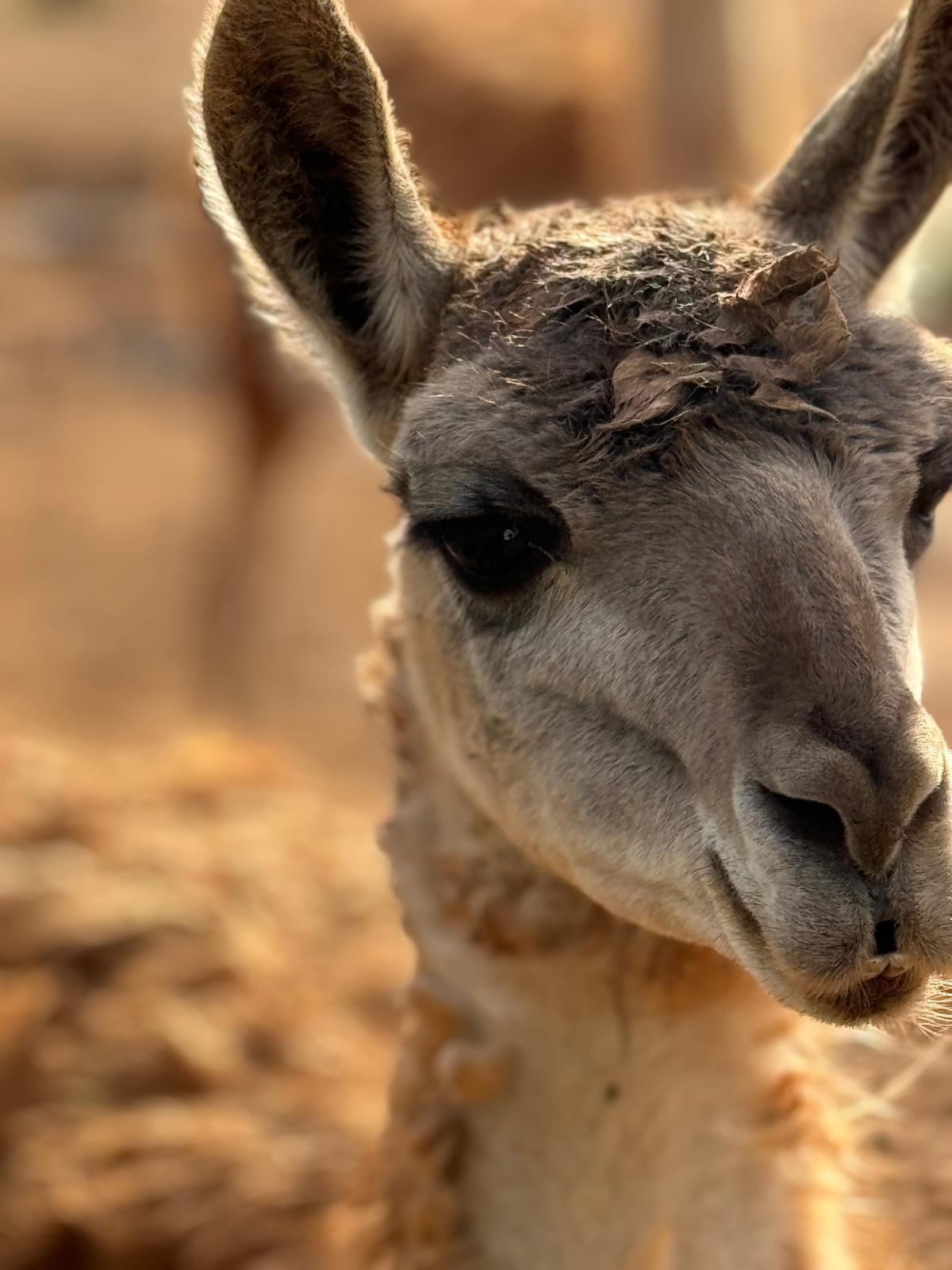 Guanaco