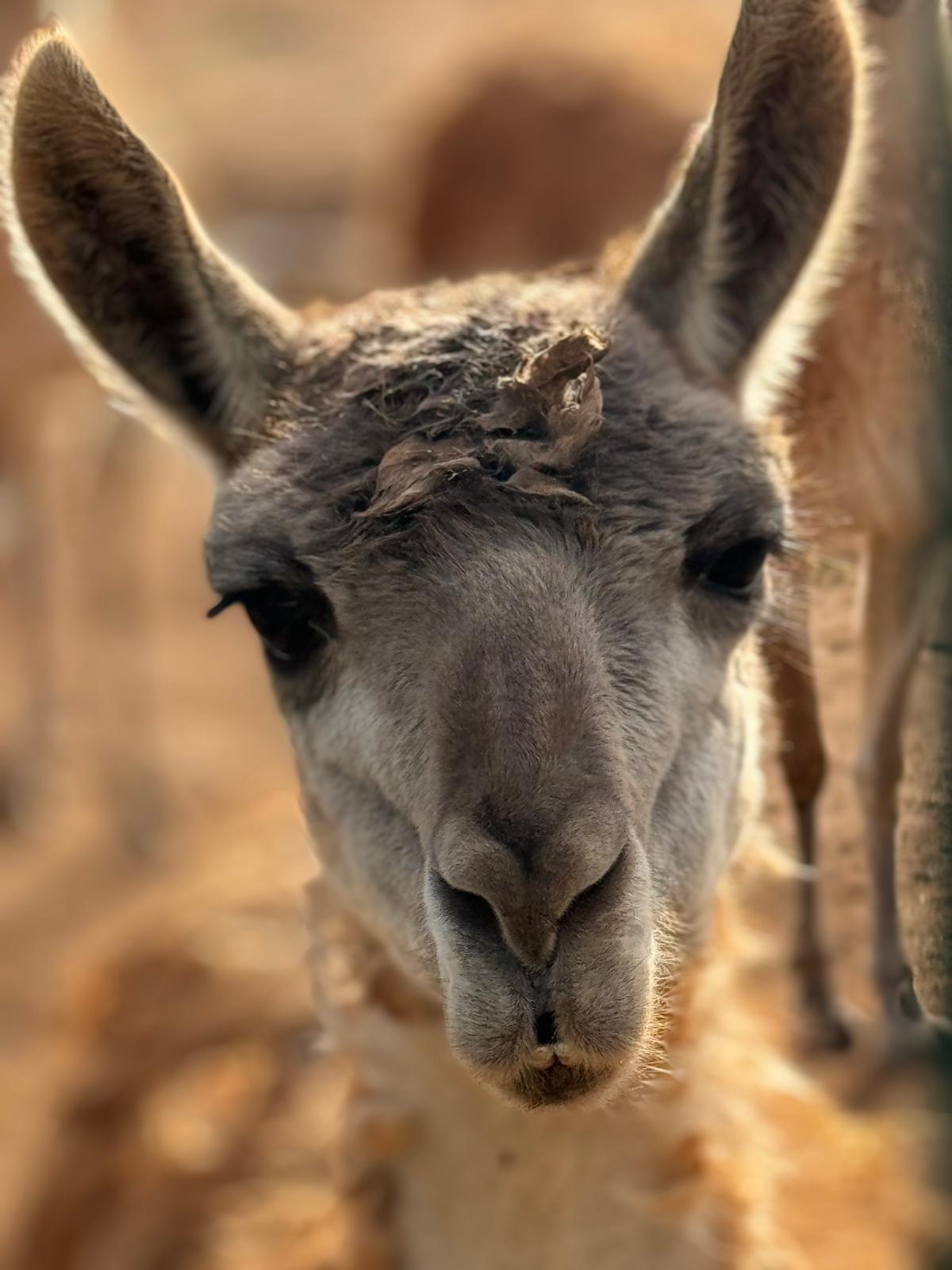 Guanaco2