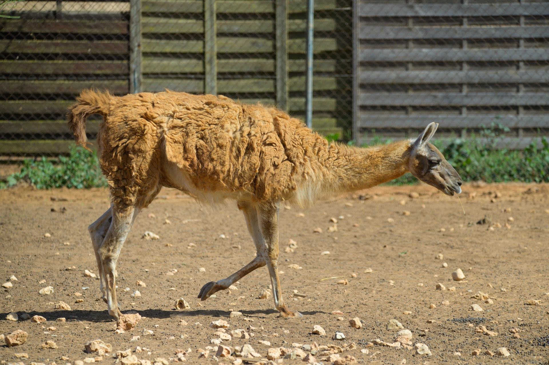 Guanaco3