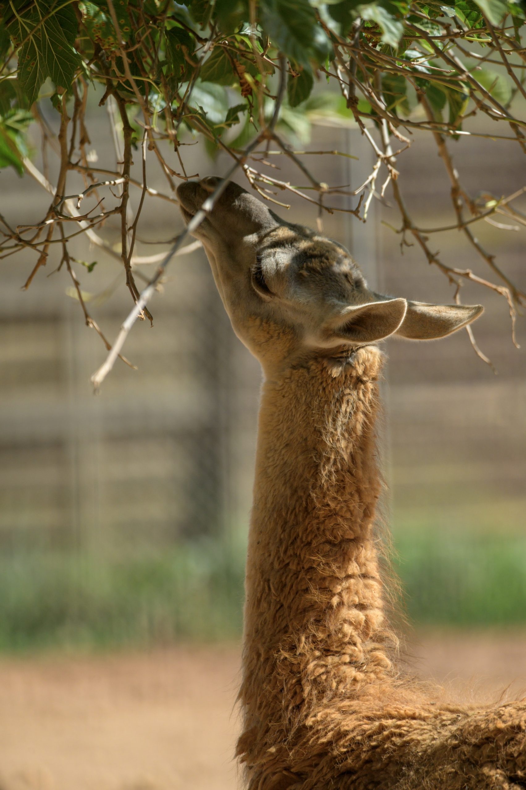 Guanaco5