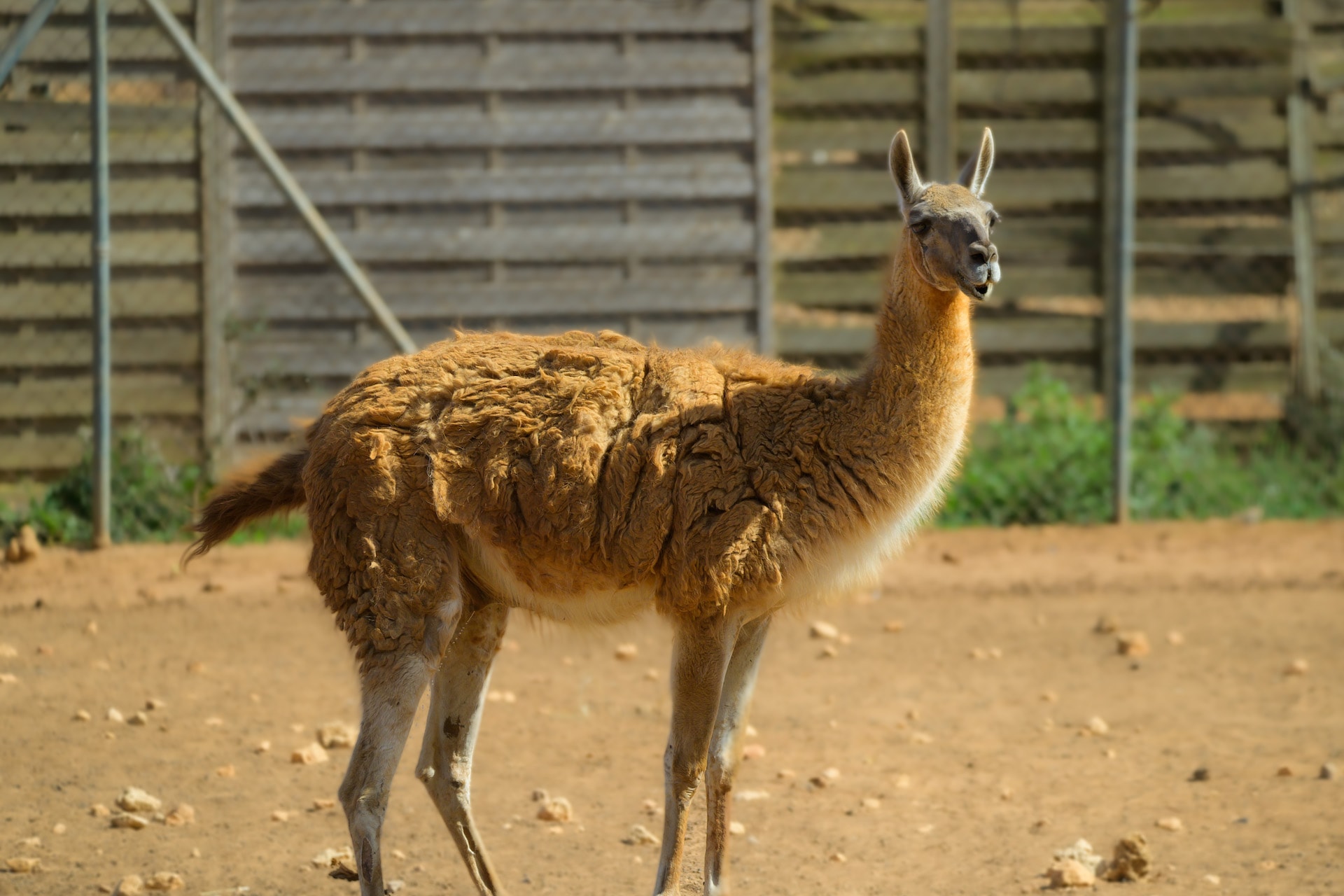 Guanaco7