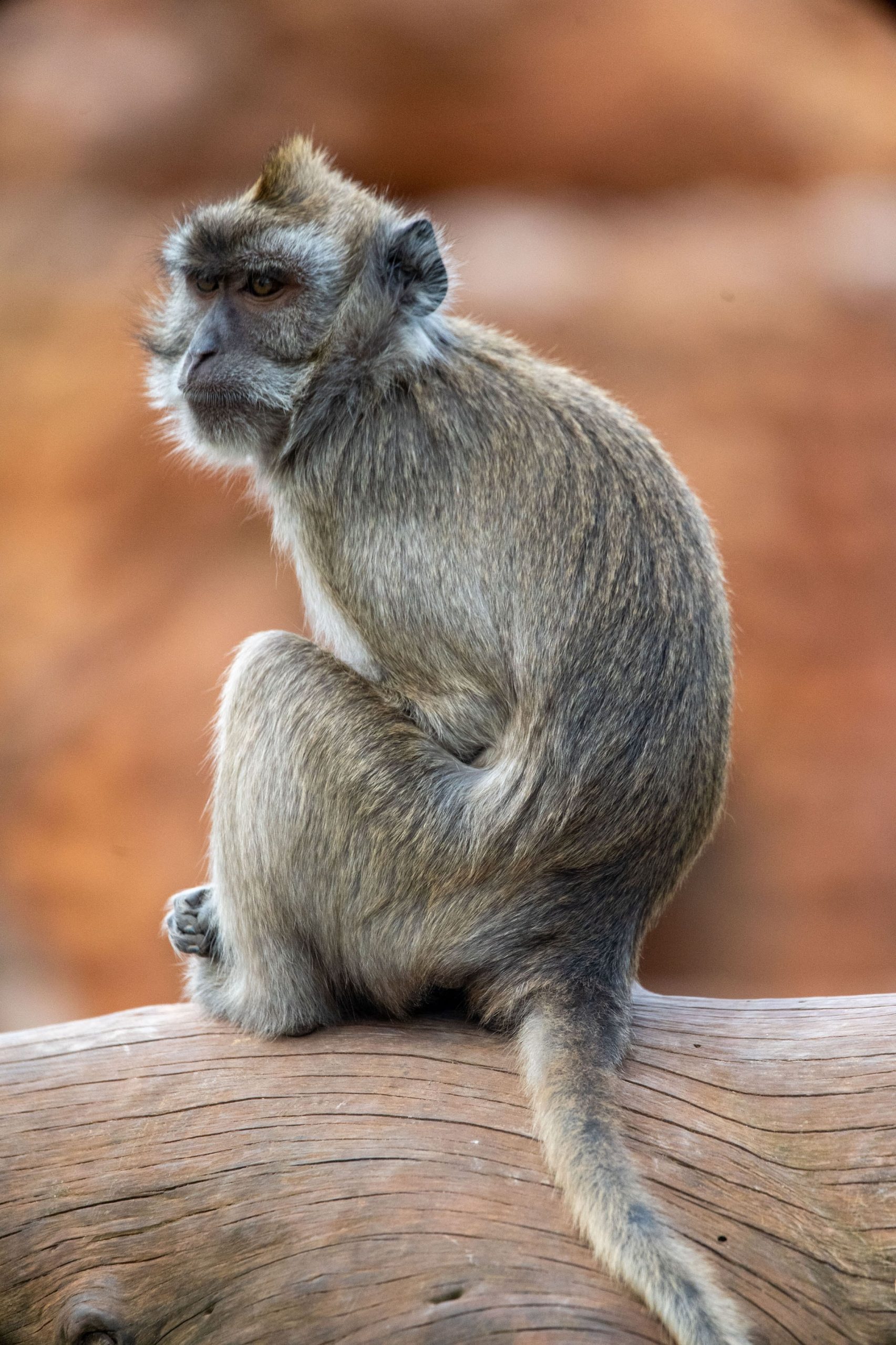 Macaco cangrejero10