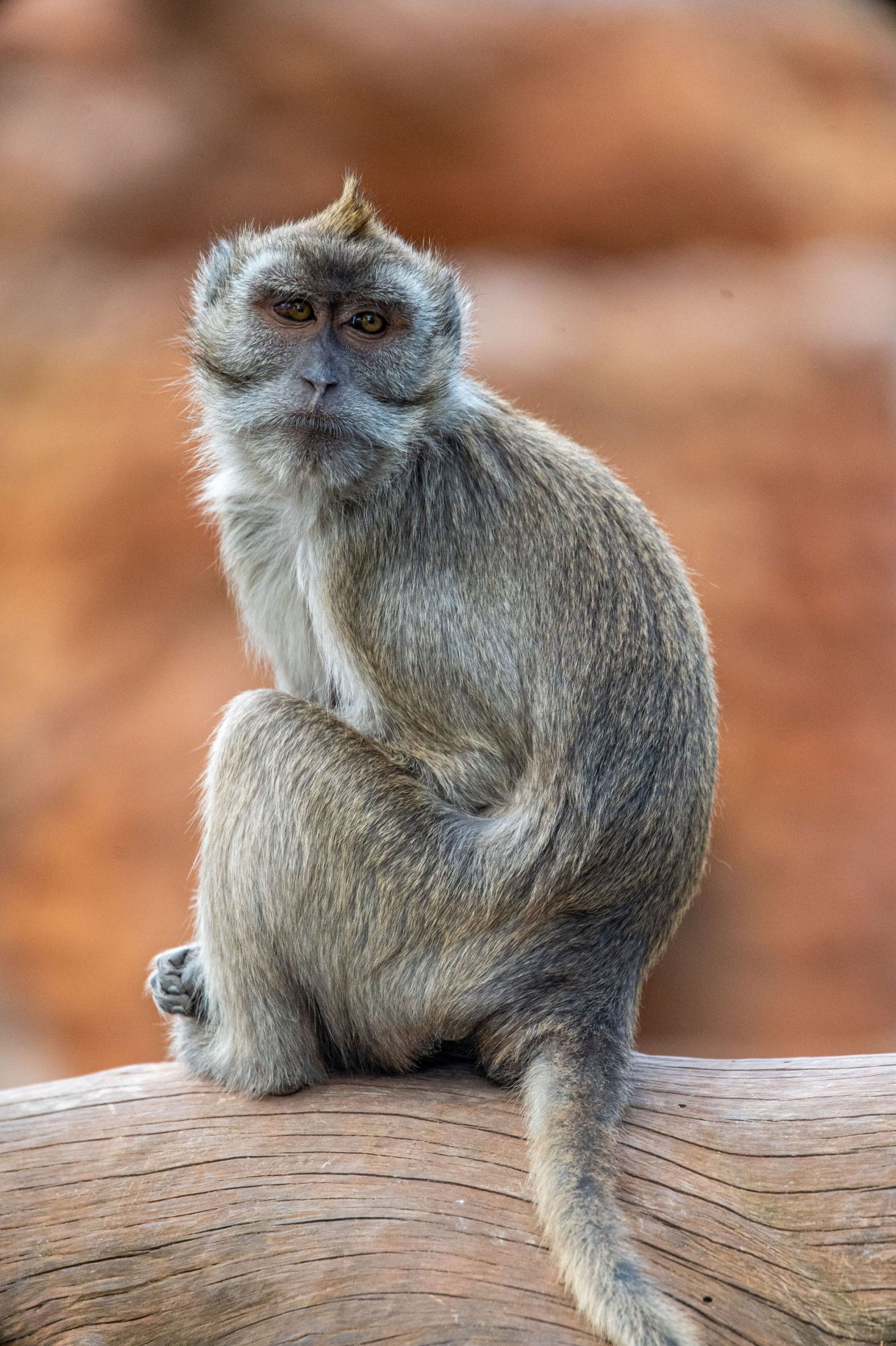 Macaco cangrejero11