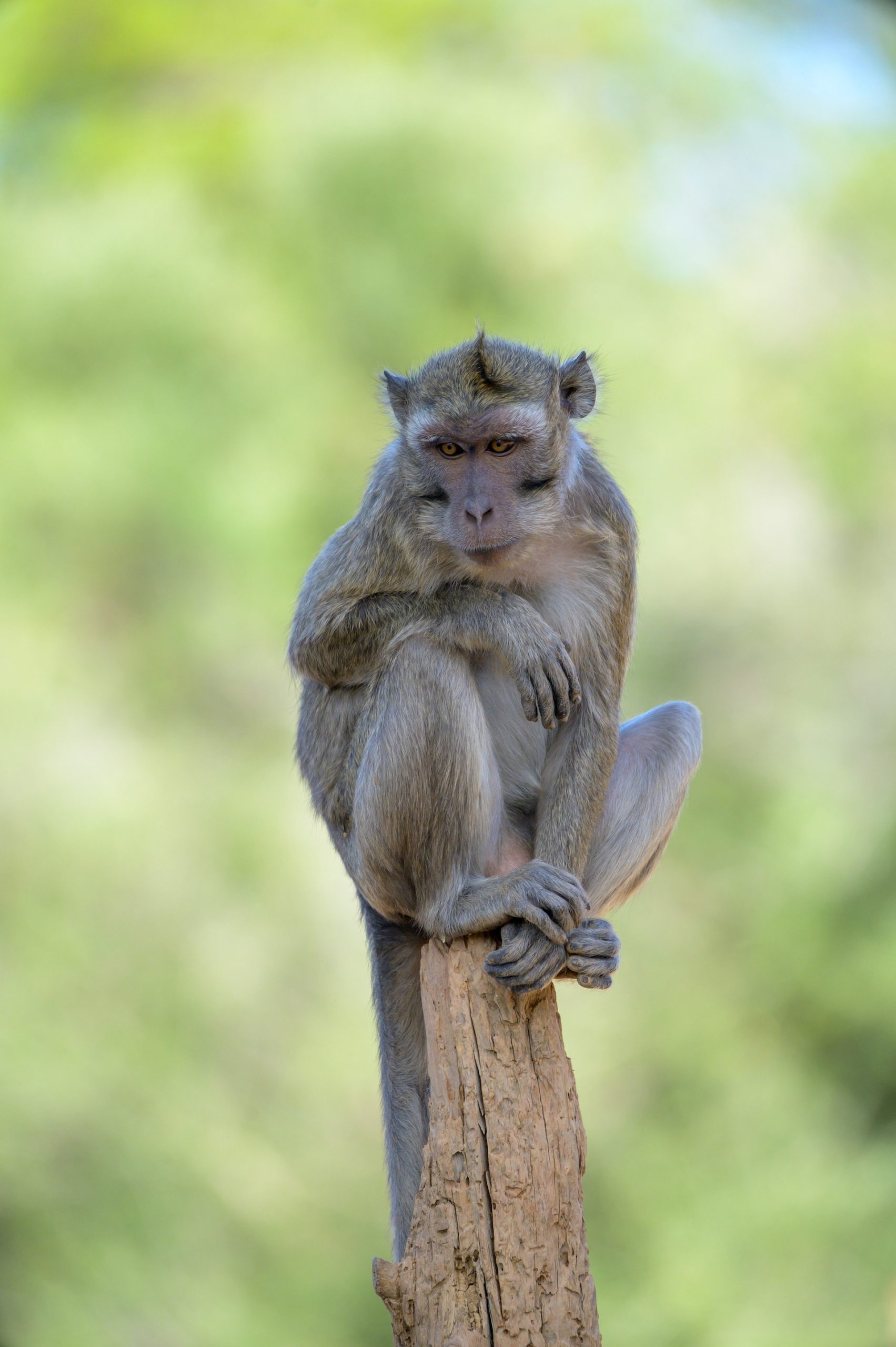 Macaco cangrejero2