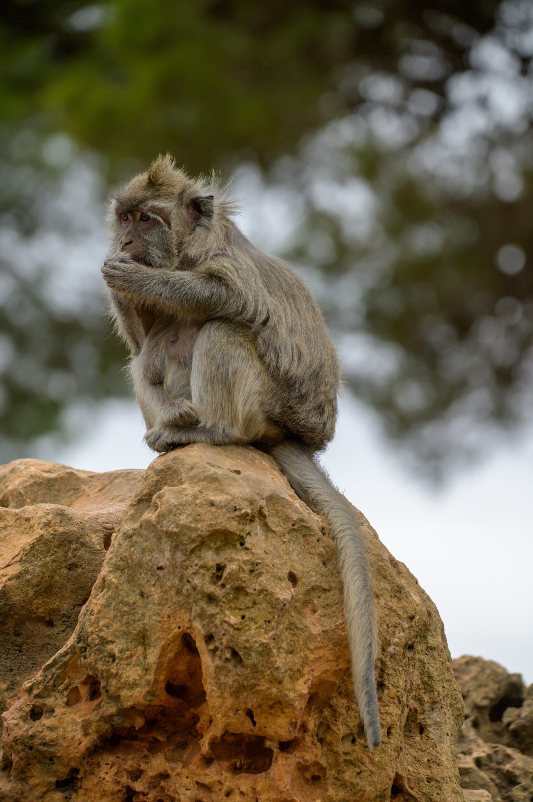 Macaco cangrejero4