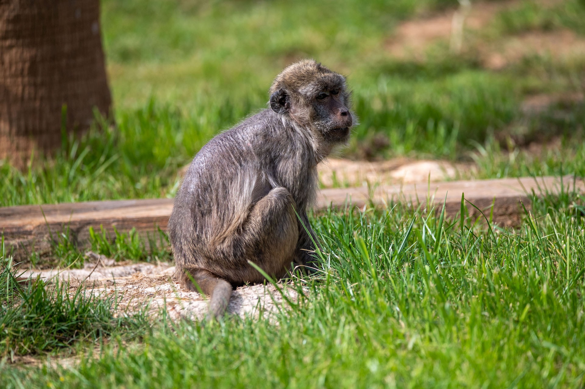 Macaco cangrejero7