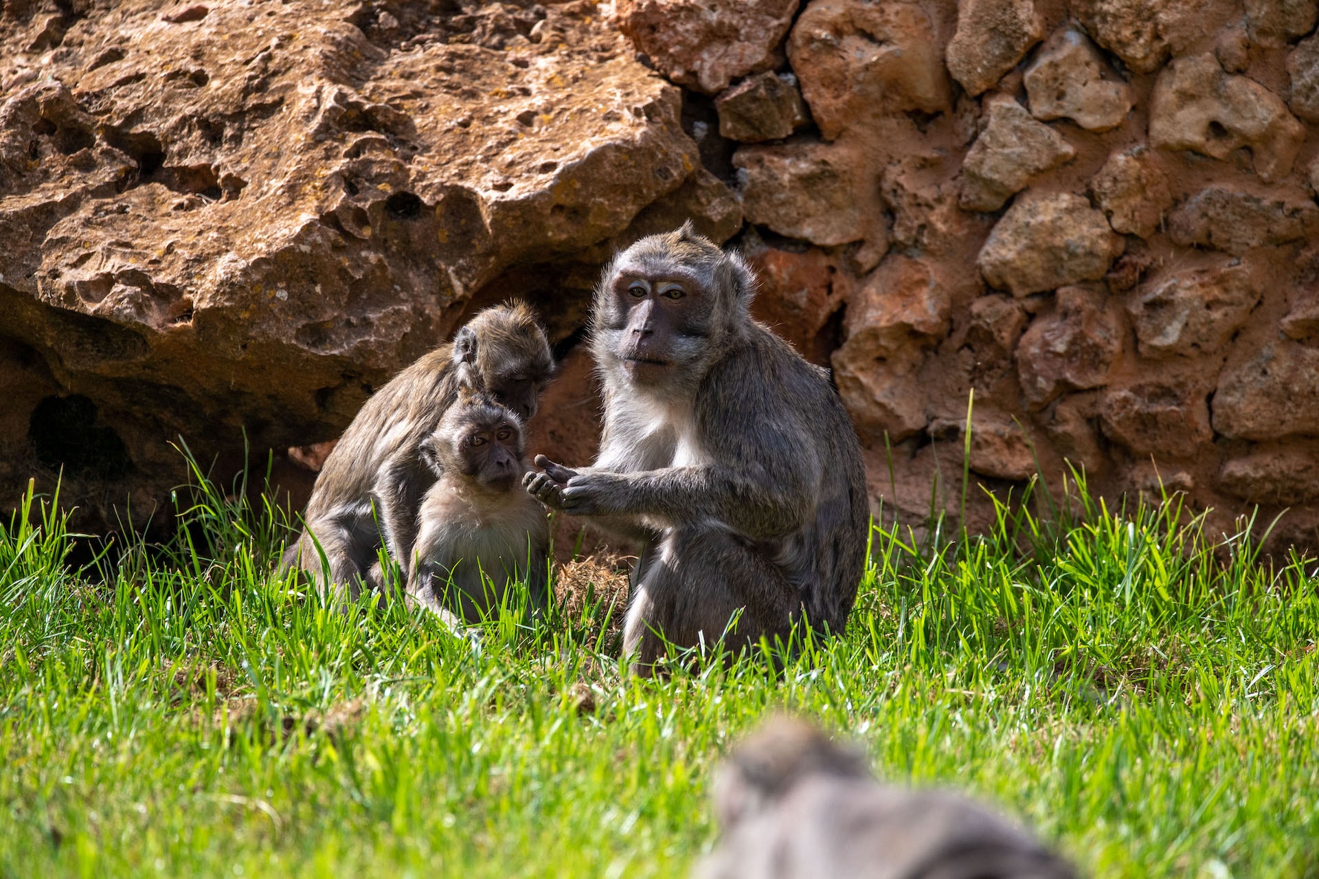 Macaco cangrejero8