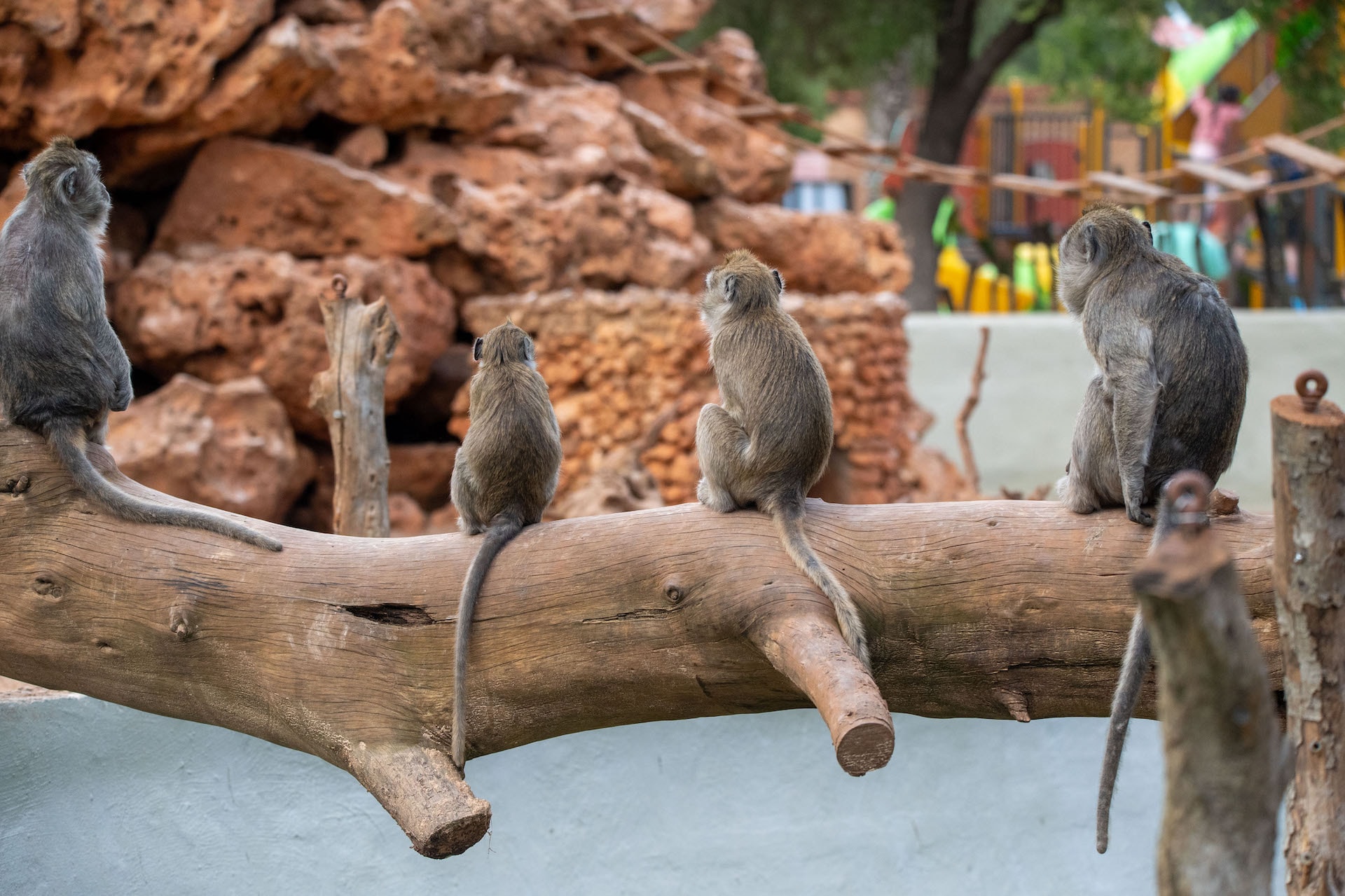 Macaco cangrejero9