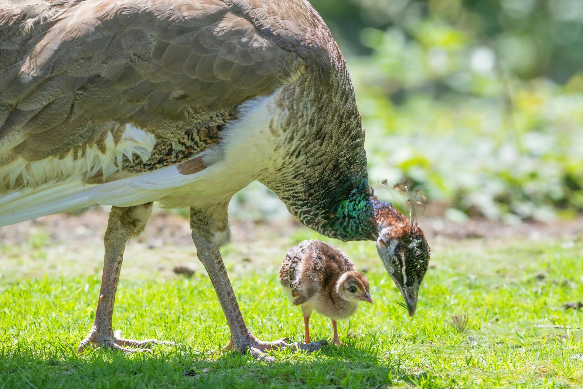 Pavo cristatus (1)