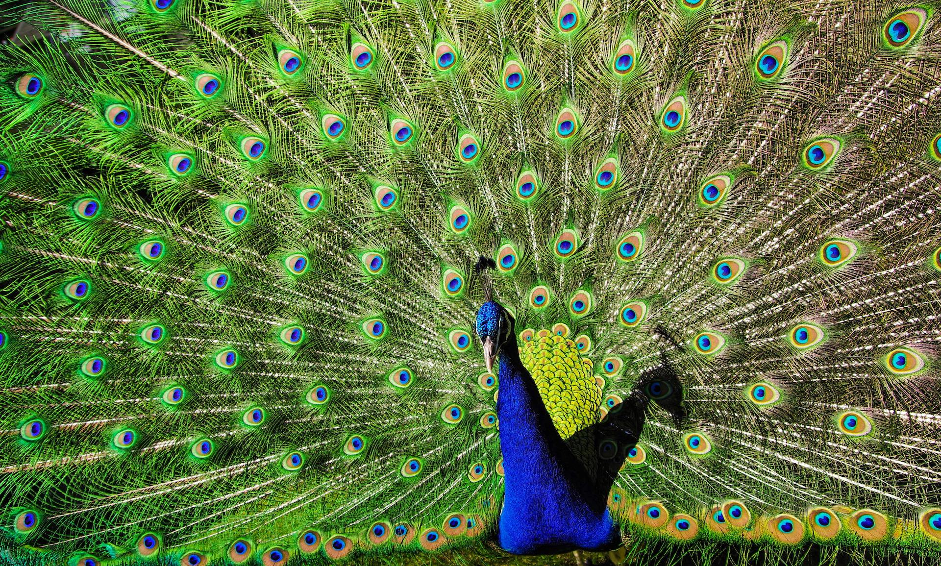 Pavo cristatus (2)