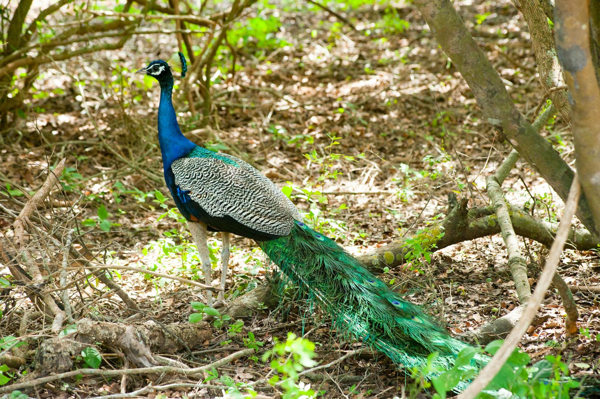Pavo cristatus (3)