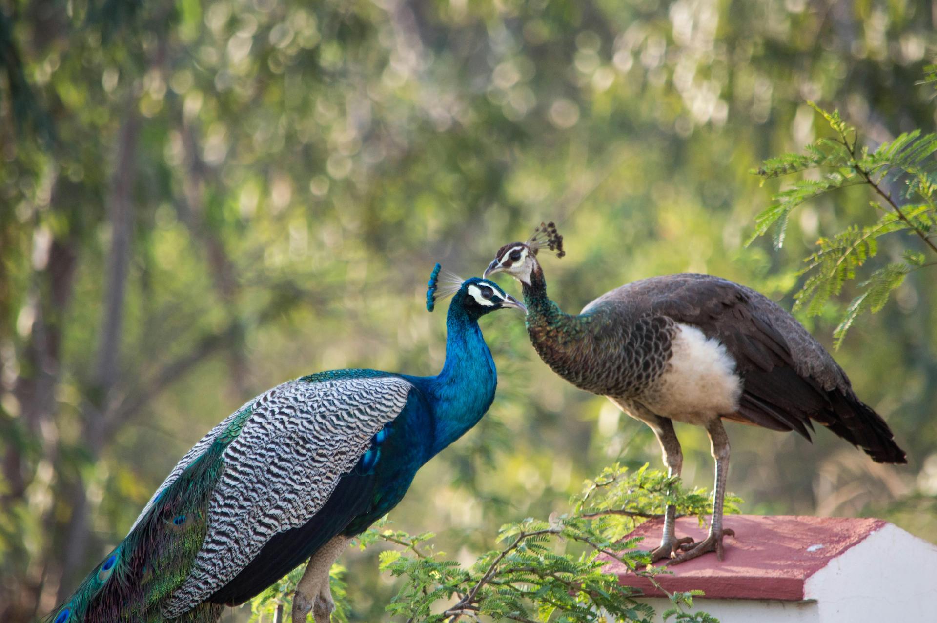 Pavo cristatus (4)