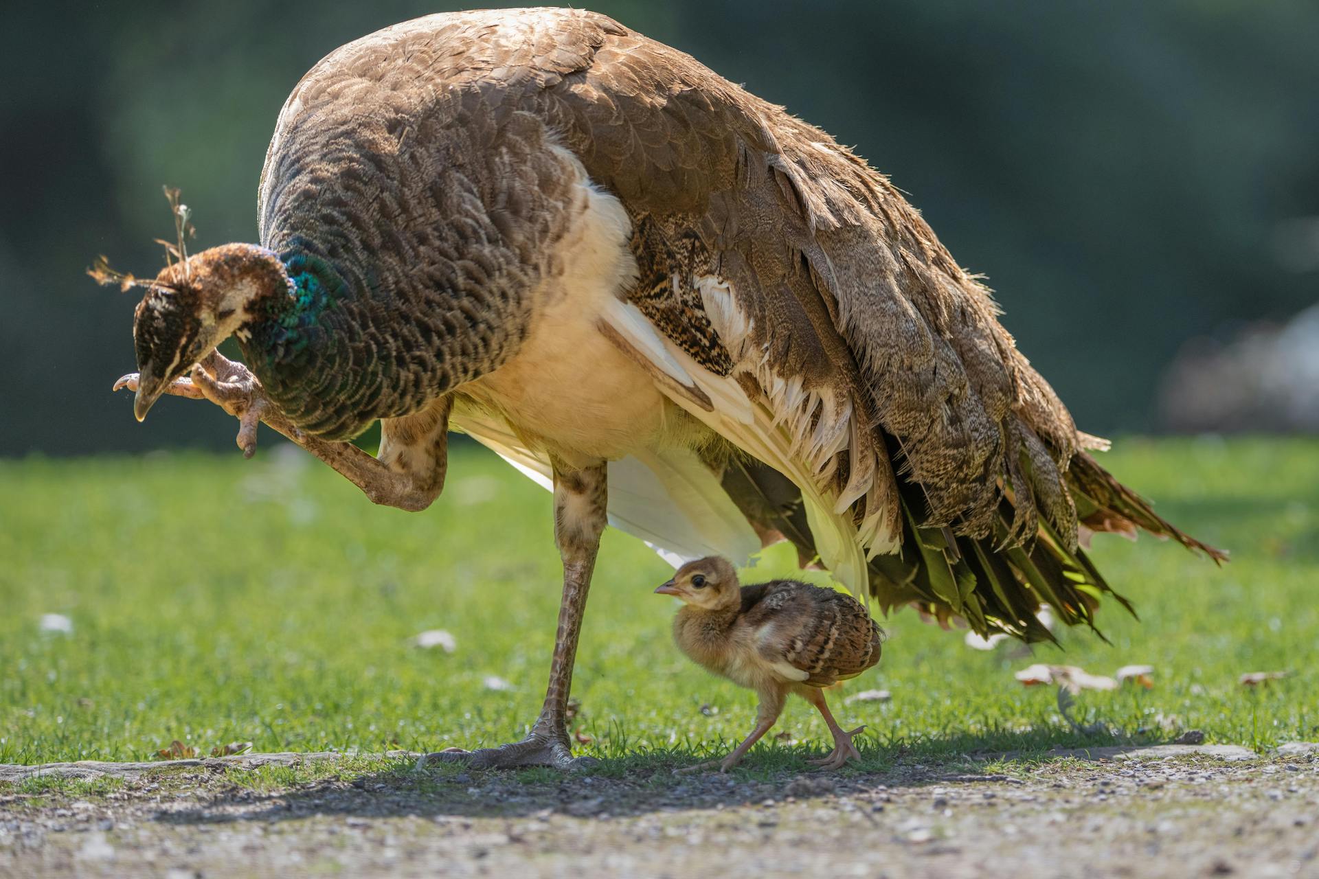 Pavo cristatus (5)