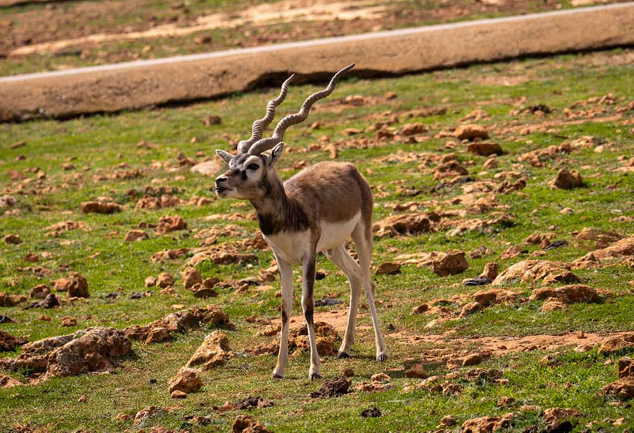 Safari Mallorca - Abril 2025 -_