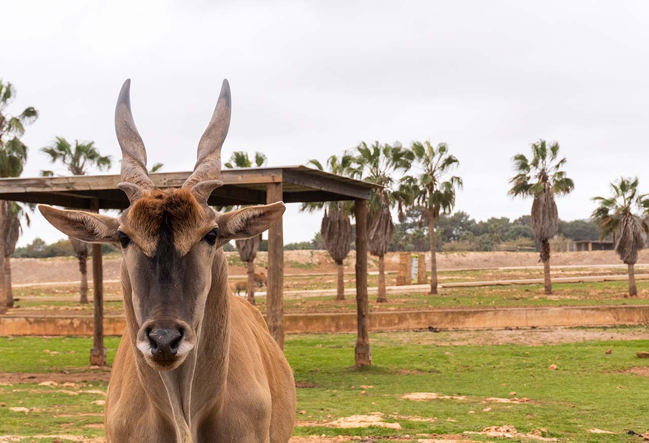 Safari Mallorca - Abril 2025 -_2