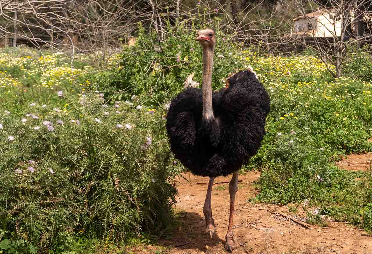Safari Mallorca - Abril 2025 - avestruz_2