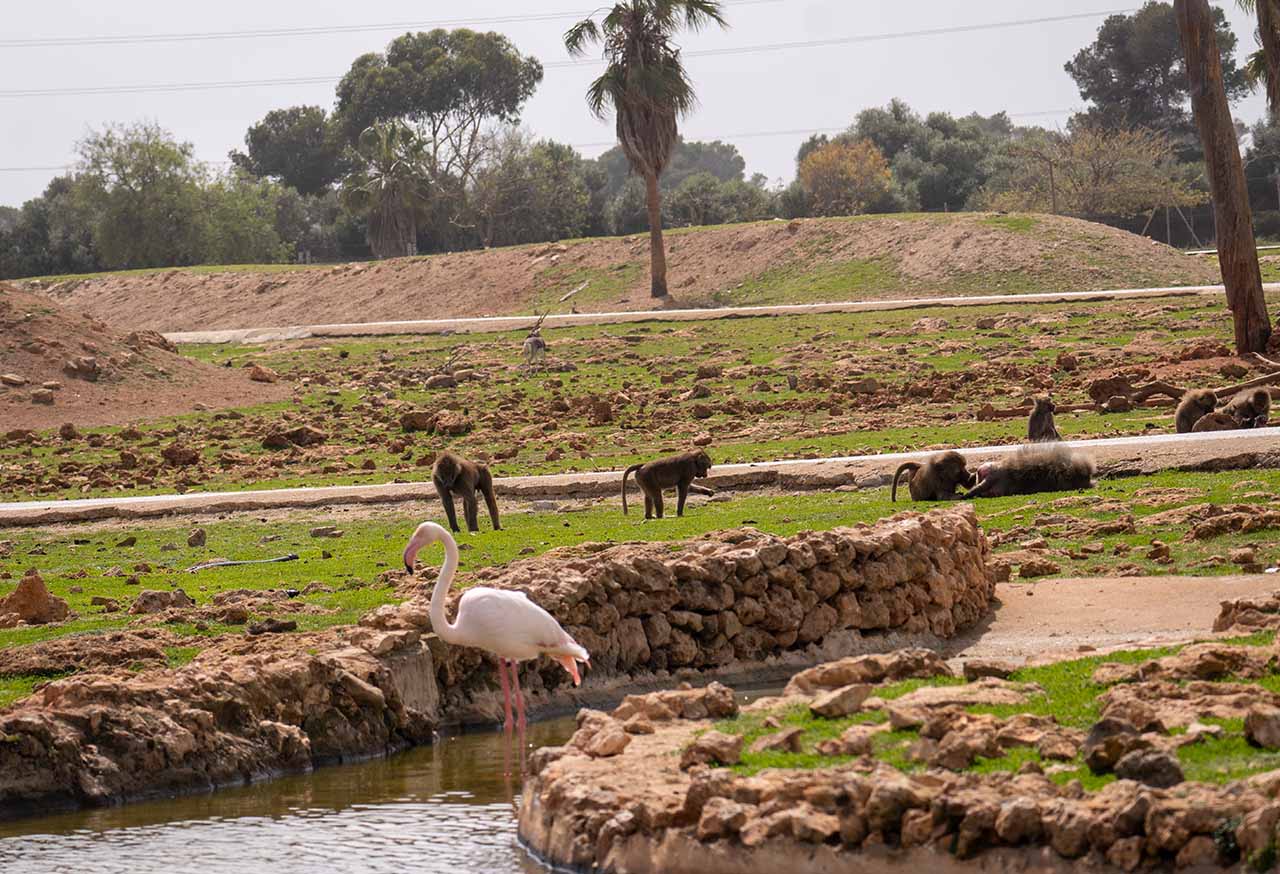 Safari Mallorca - Abril 2025 - babuinos y flamencos