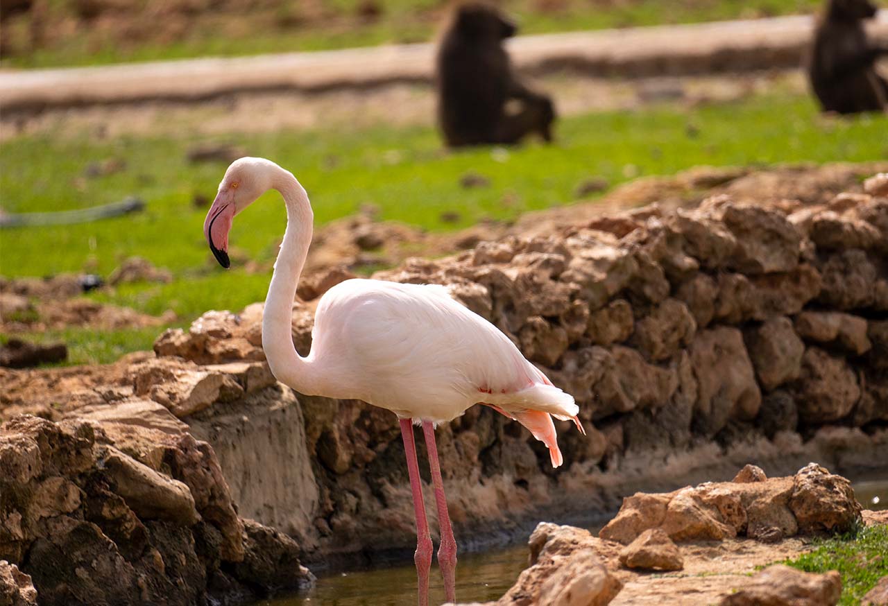 Safari Mallorca - Abril 2025 - babuinos y flamencos_1