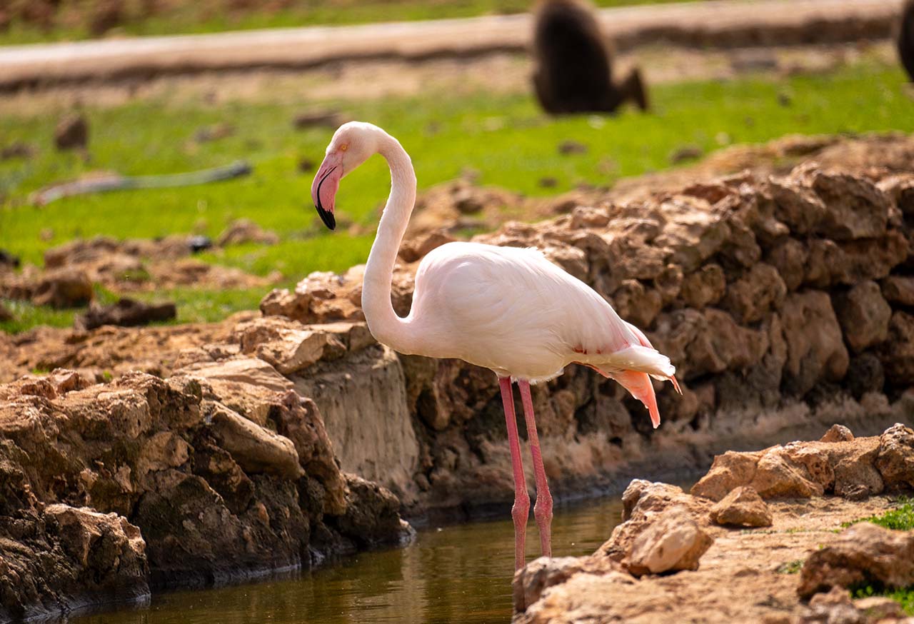 Safari Mallorca - Abril 2025 - babuinos y flamencos_3