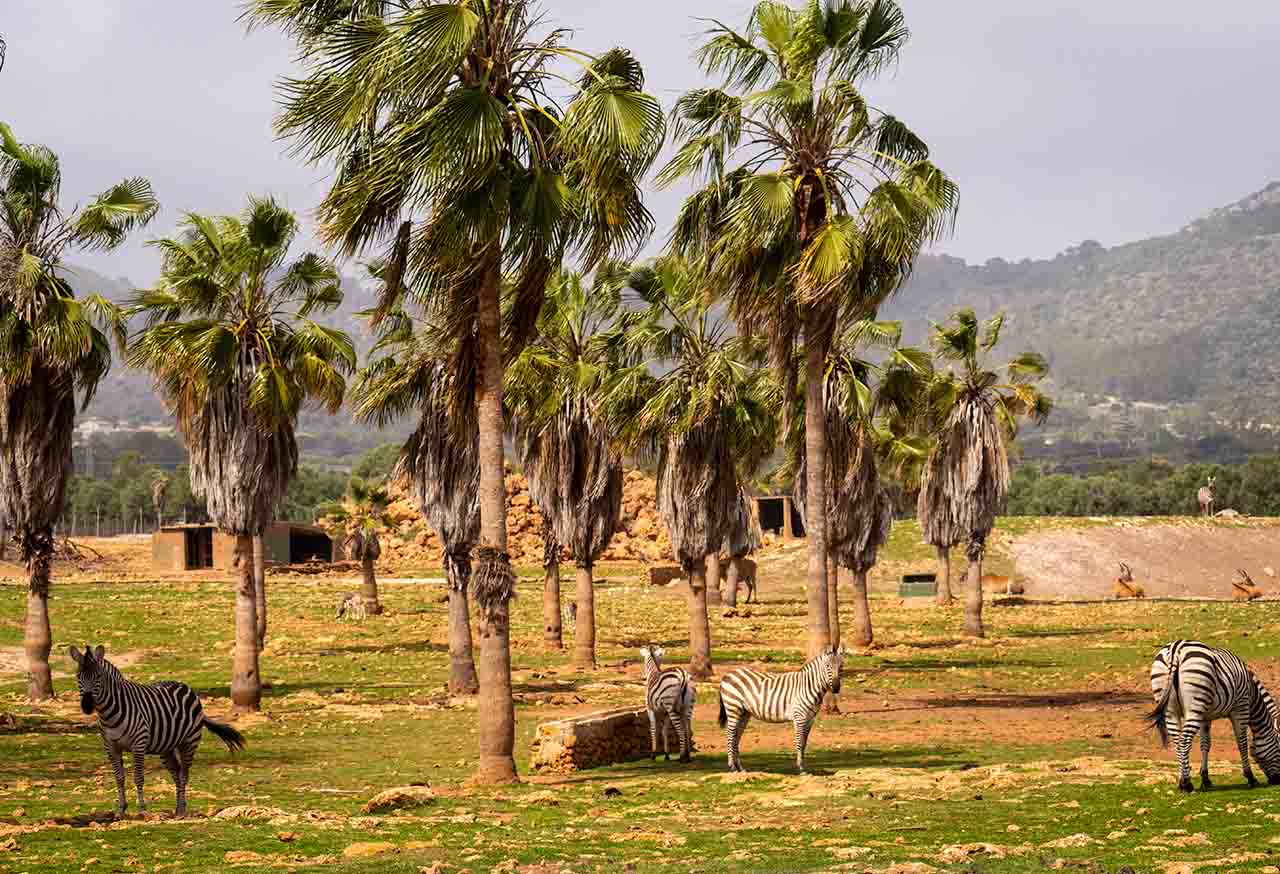 Safari Mallorca - Abril 2025 - cebras_2
