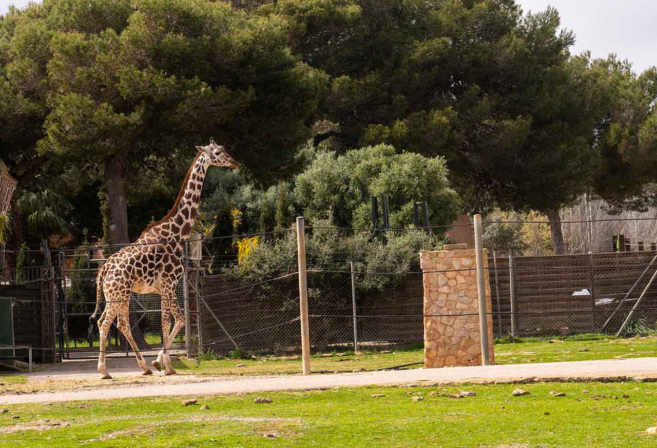 Safari Mallorca - Abril 2025 - jirafa_1