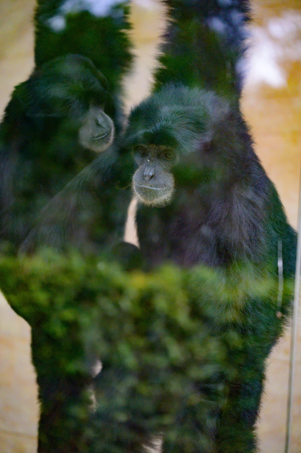 Siamang