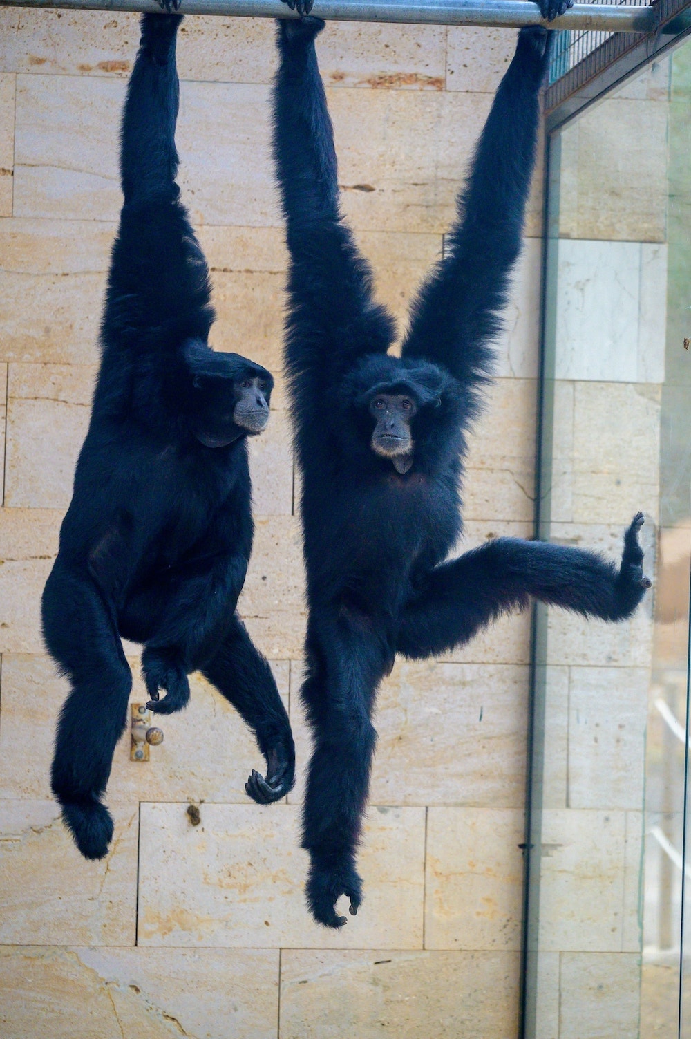 Siamang3