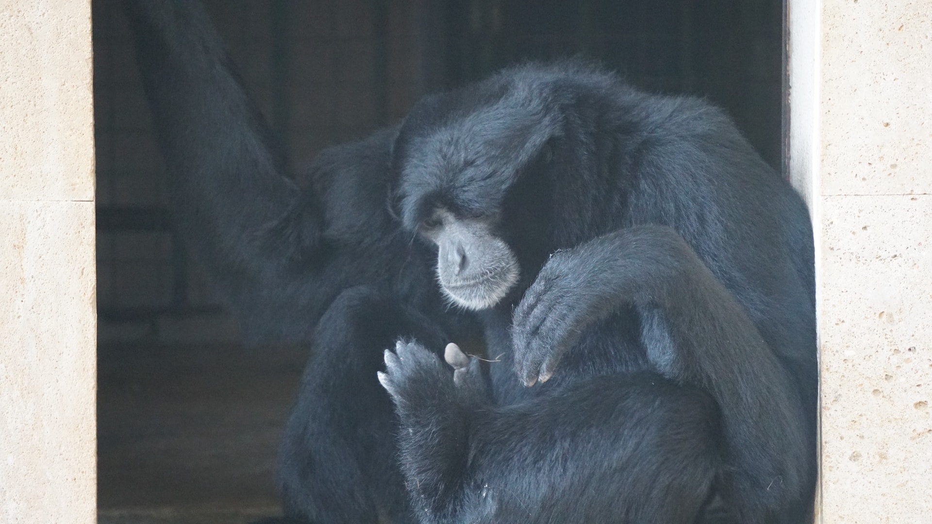 Siamang4
