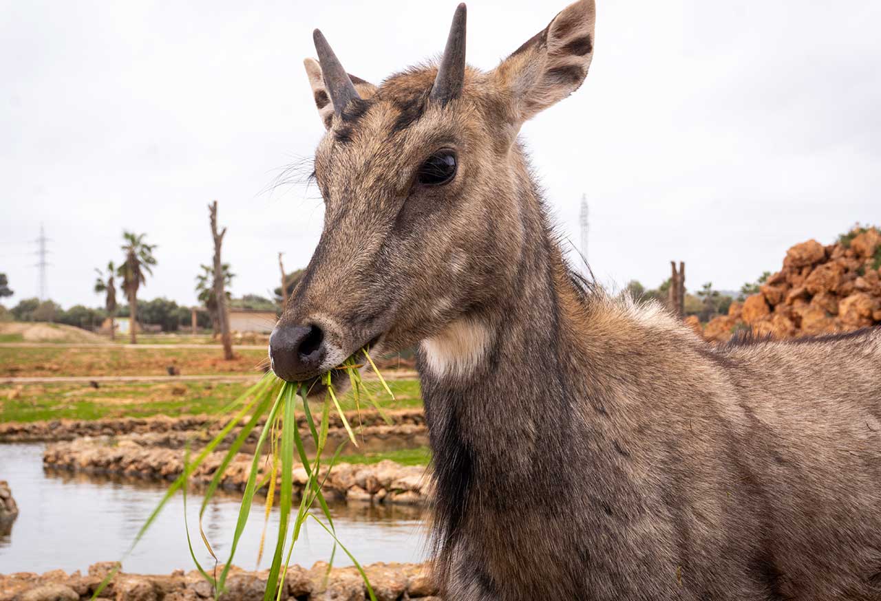 comiendo
