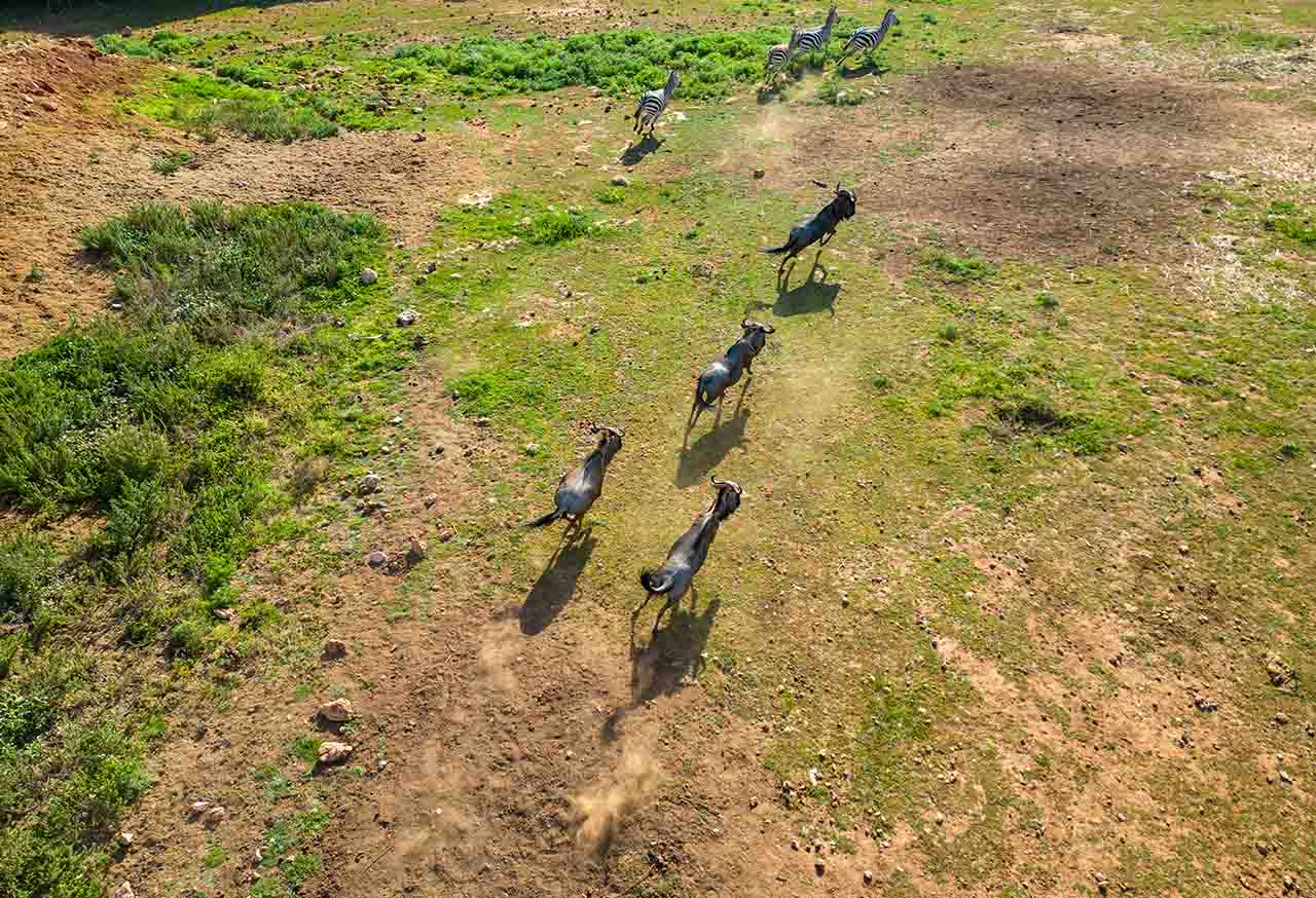 dron-3