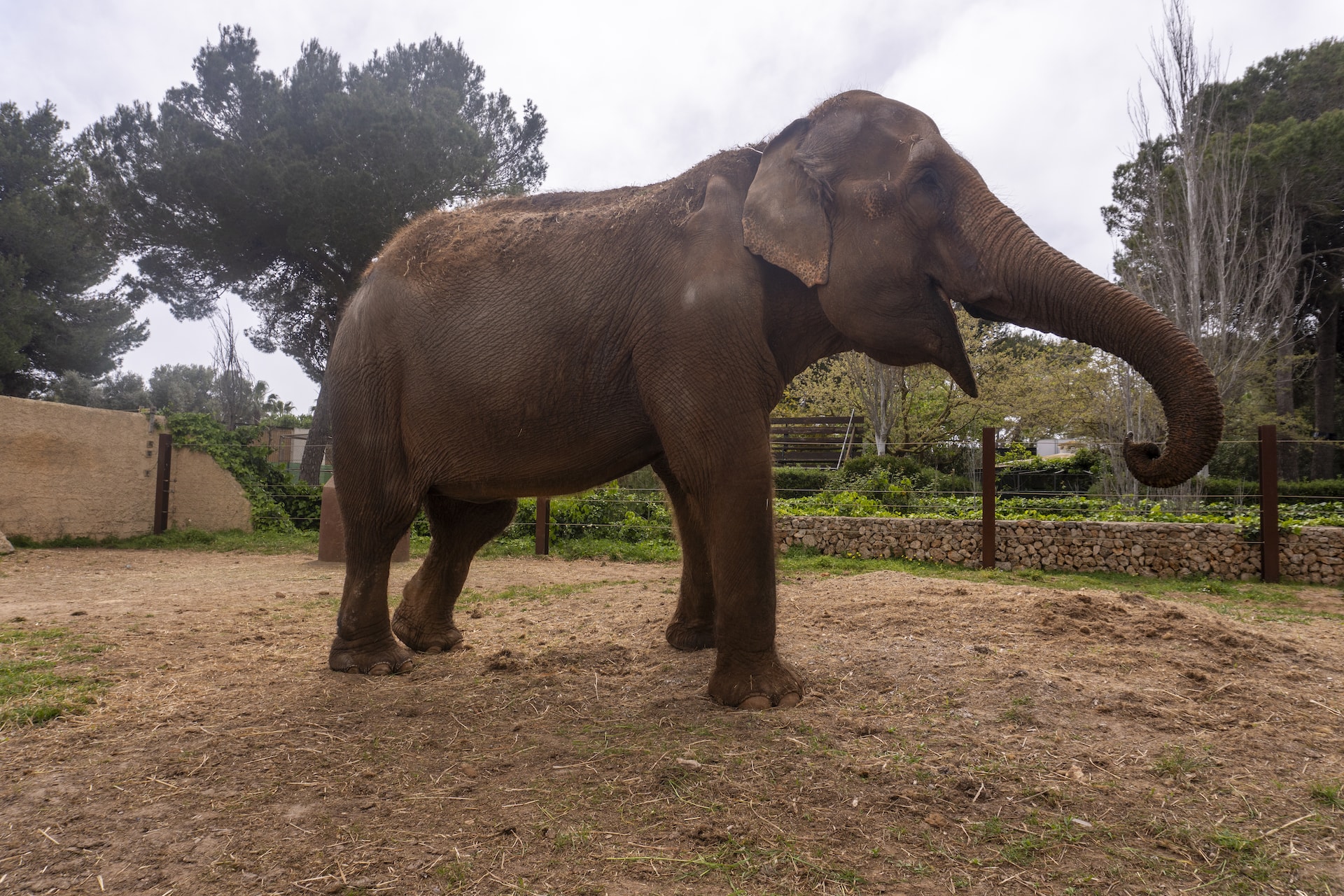 Safari Mallorca - Abril 2025 - elefante