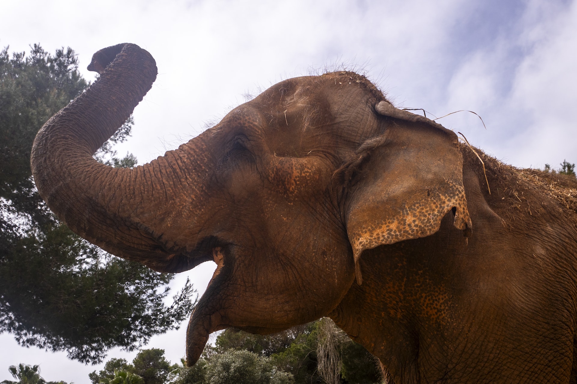 Safari Mallorca - Abril 2025 - elefante_1