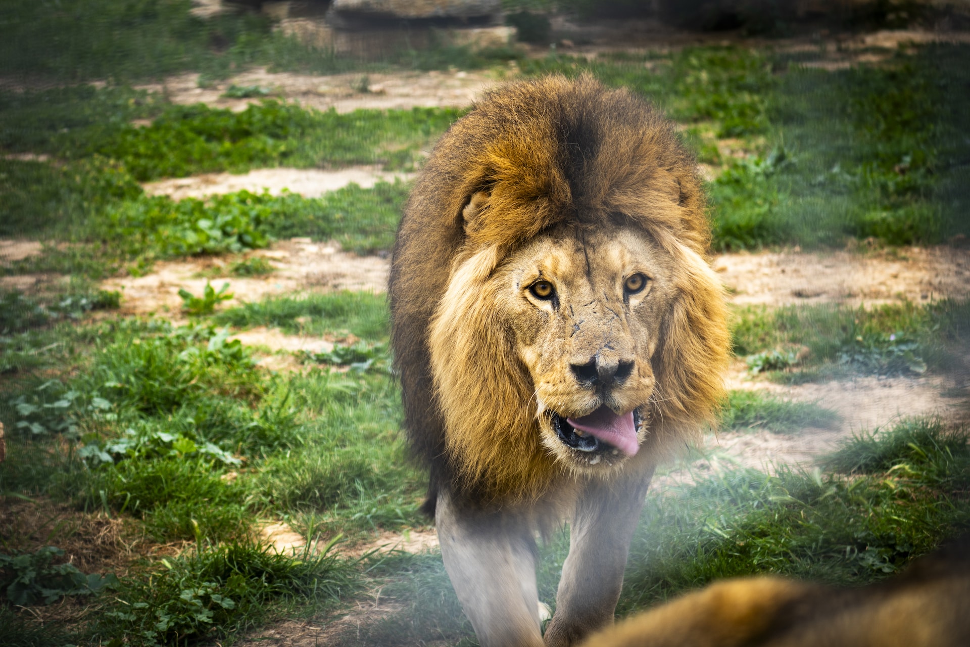 Safari Mallorca - Abril 2025 - león_1