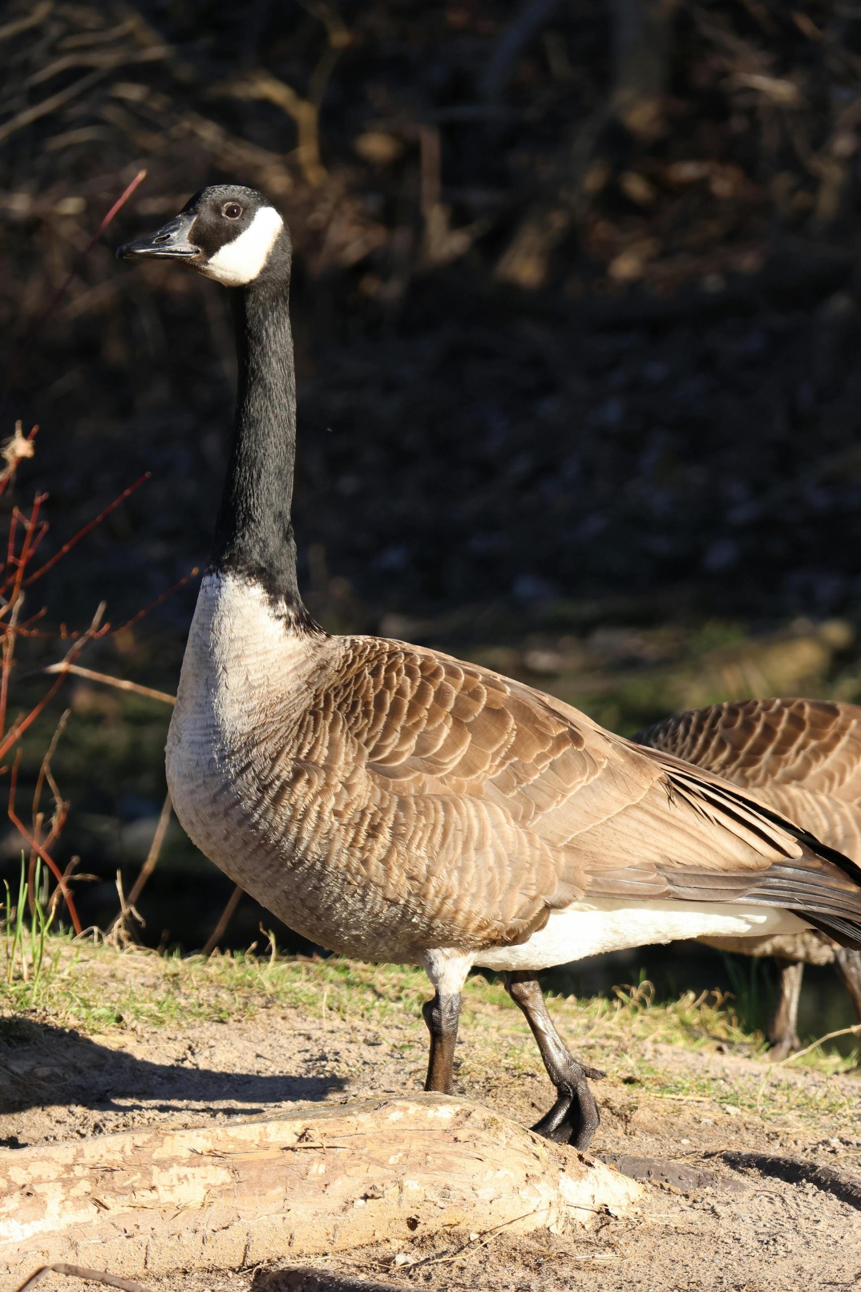 Branta canadensis (2)
