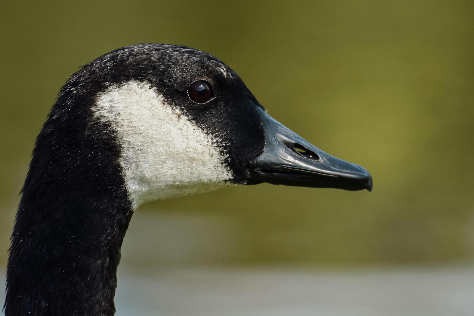 Branta canadensis (3)