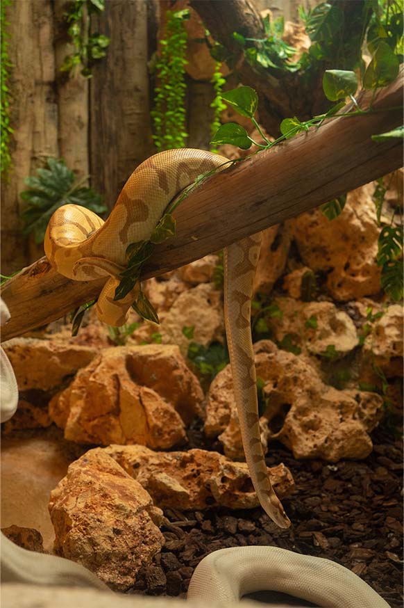 serpiente-1